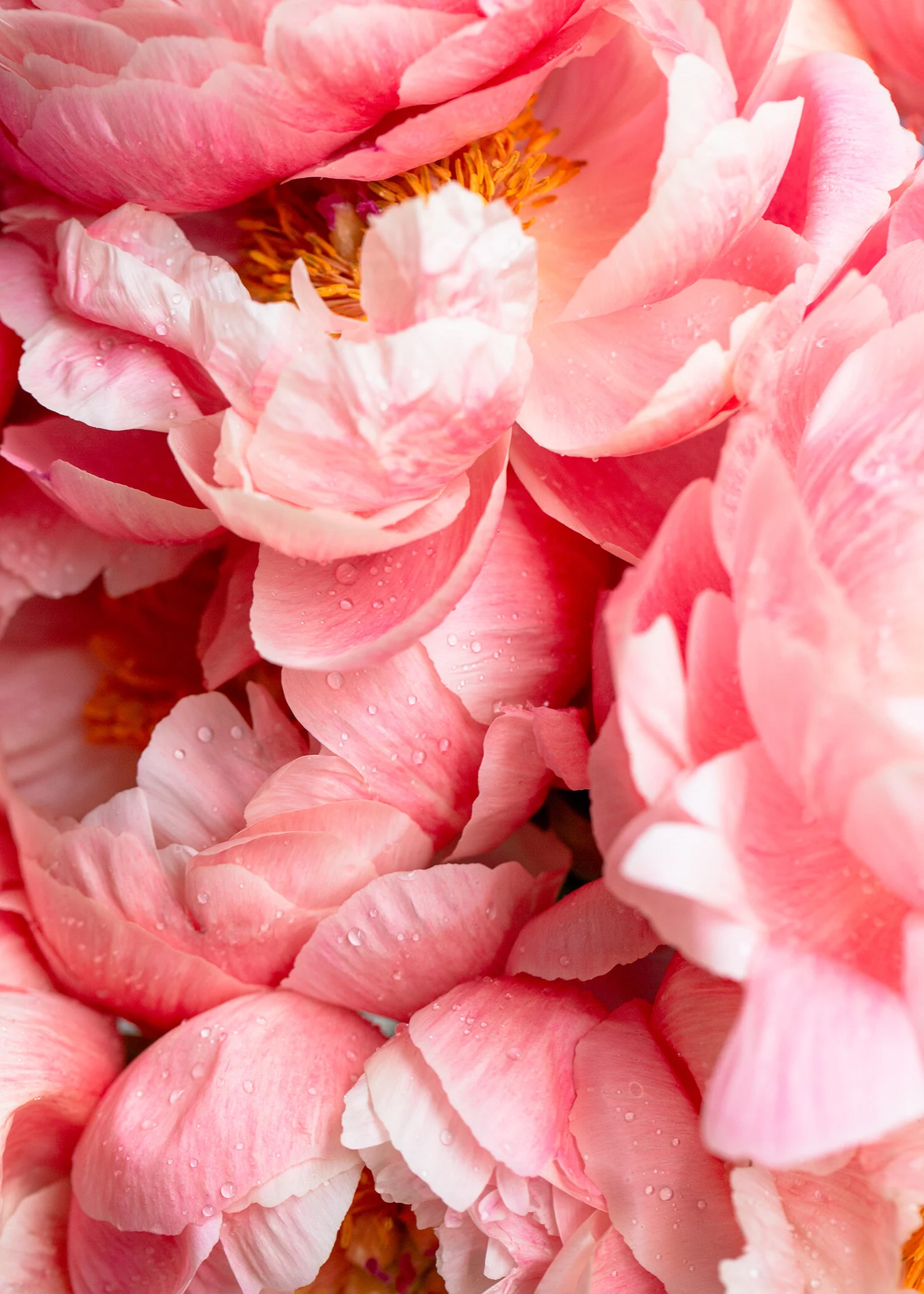 SpringIsForPeonies-5x7.jpg