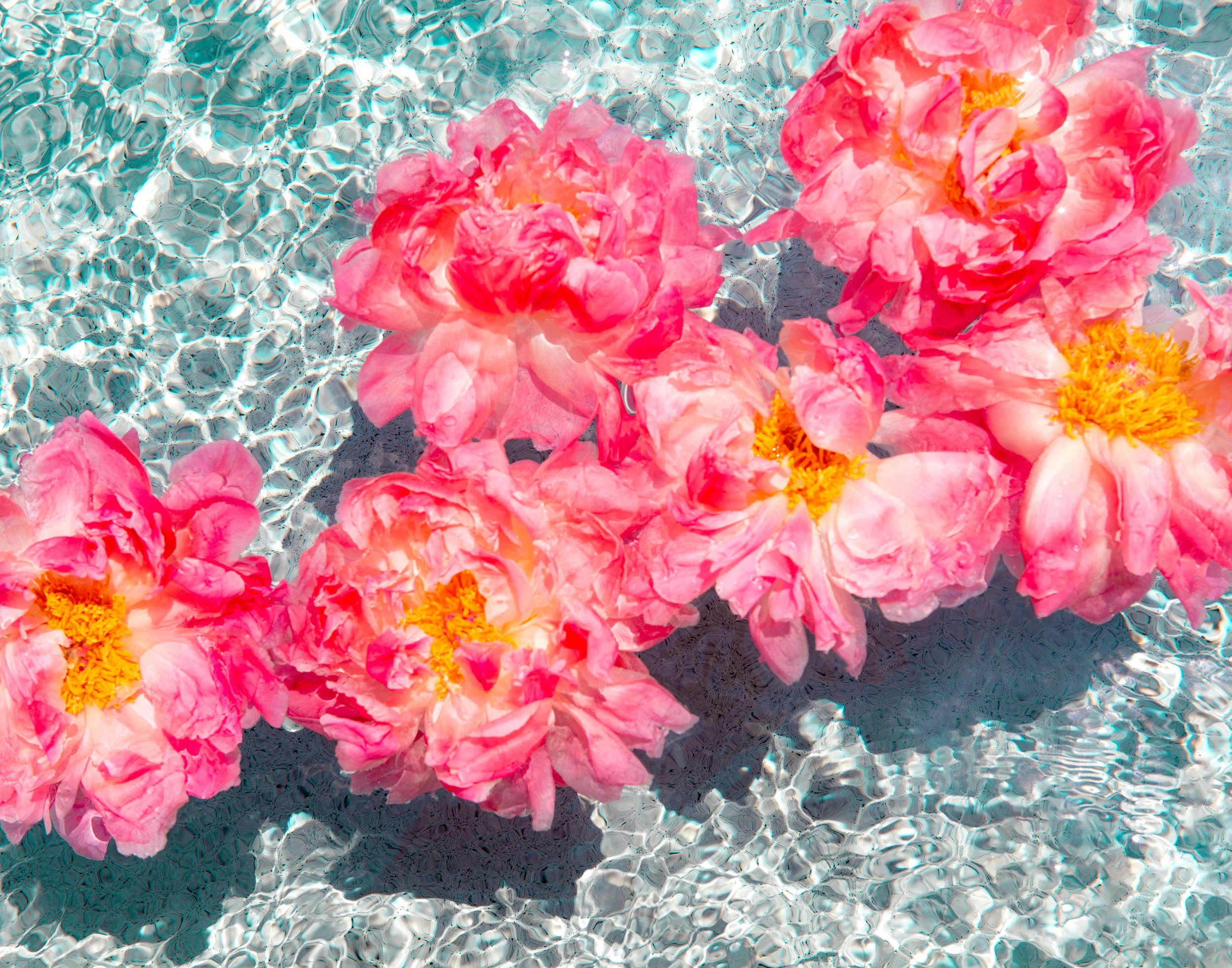 CoralSummer-14x11.jpg