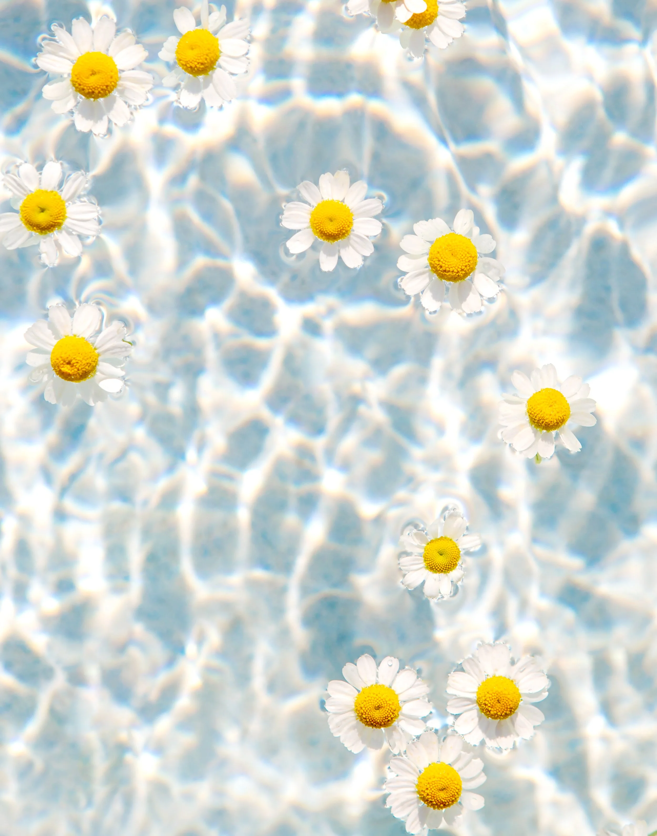DaisyChain-11x14.jpg