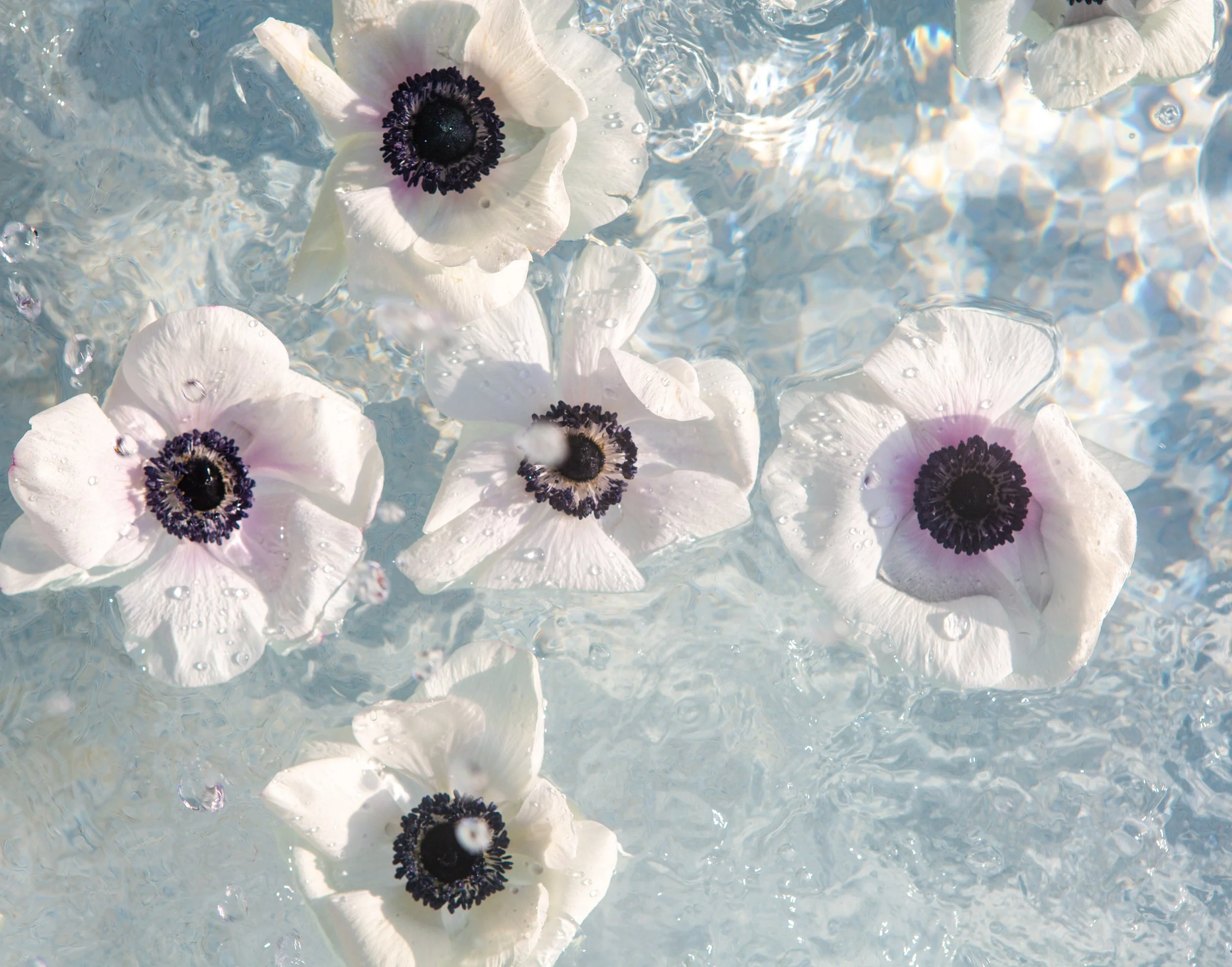 Purple Splash