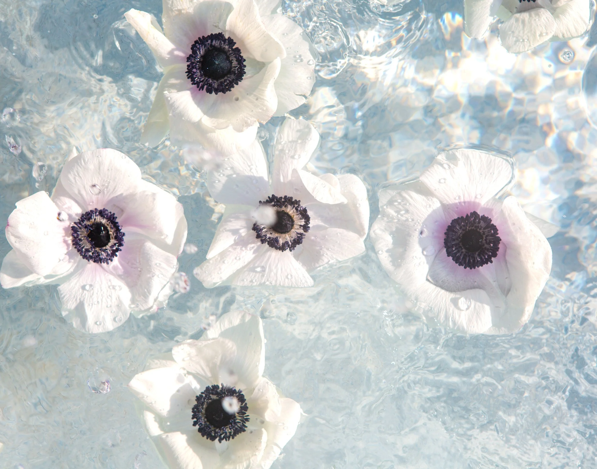 PurpleSplash-14x11.jpg