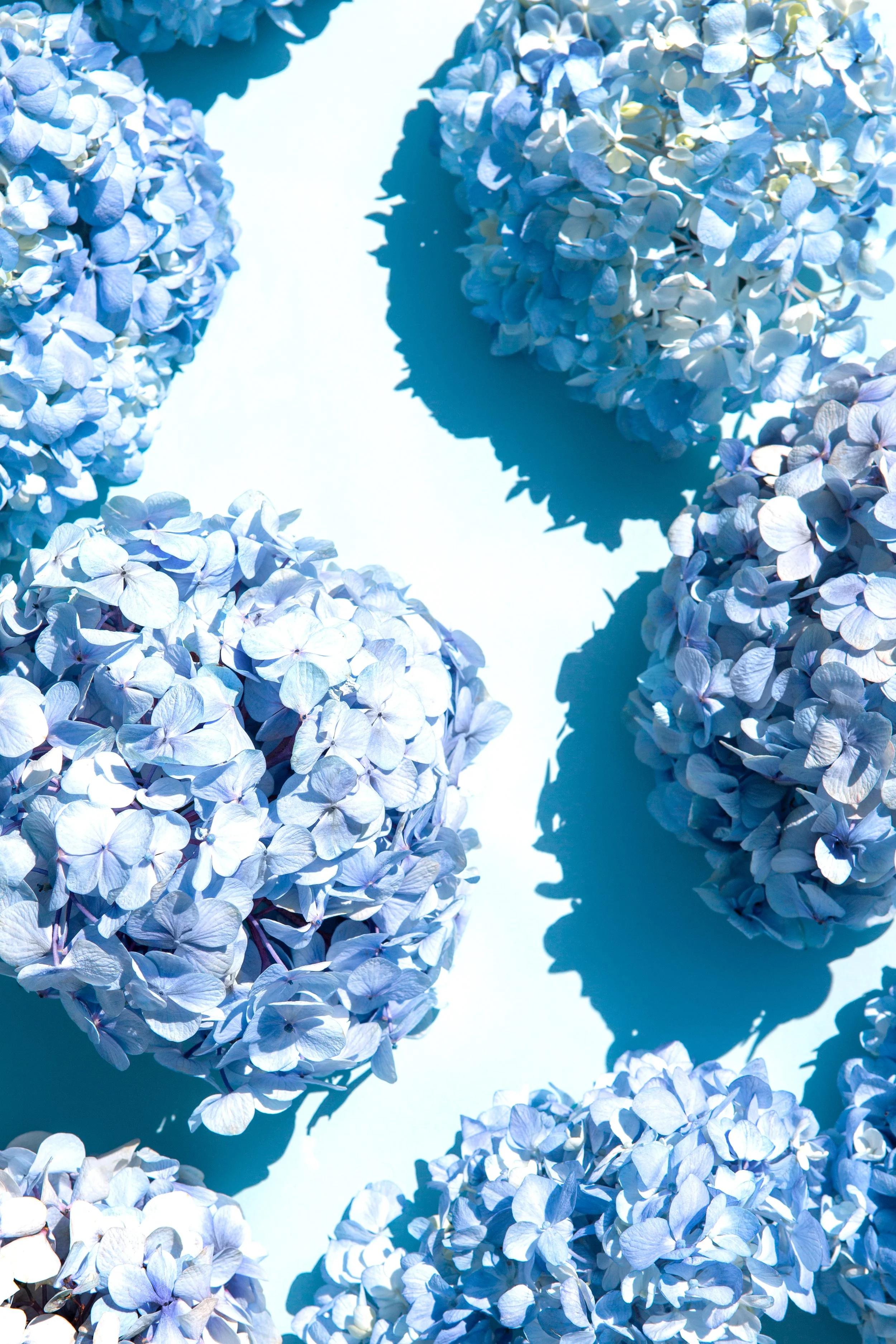HydrangeaWaves-12x18.jpg