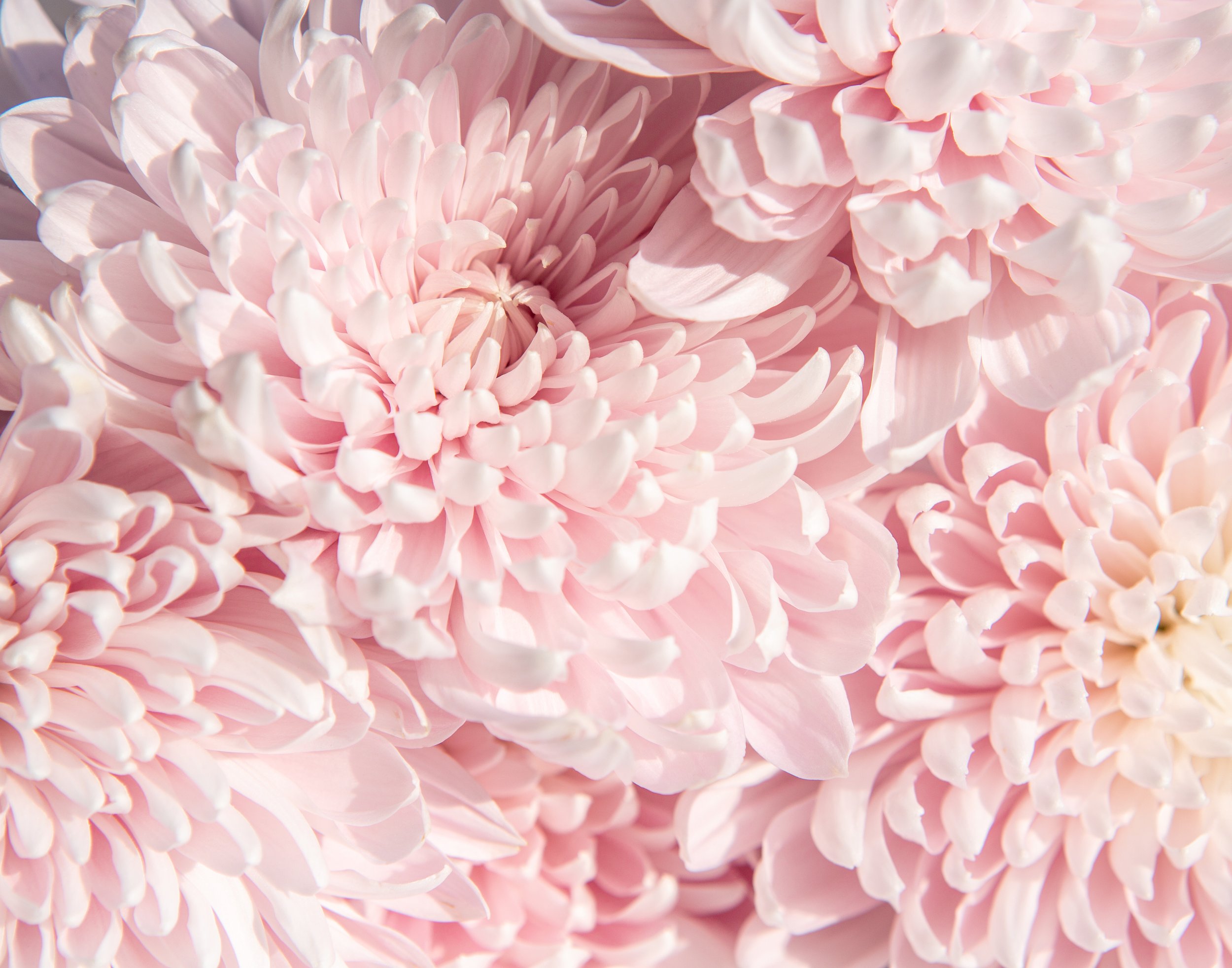 Petals-14x11.jpg
