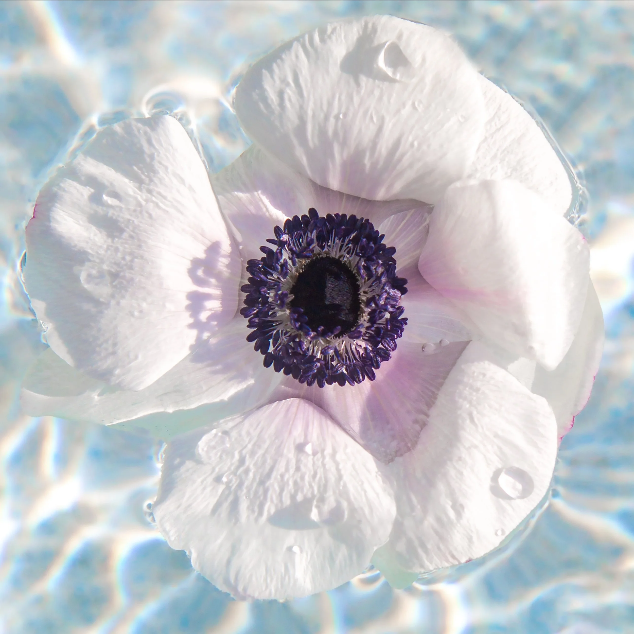 VioletDip-10x10.jpg