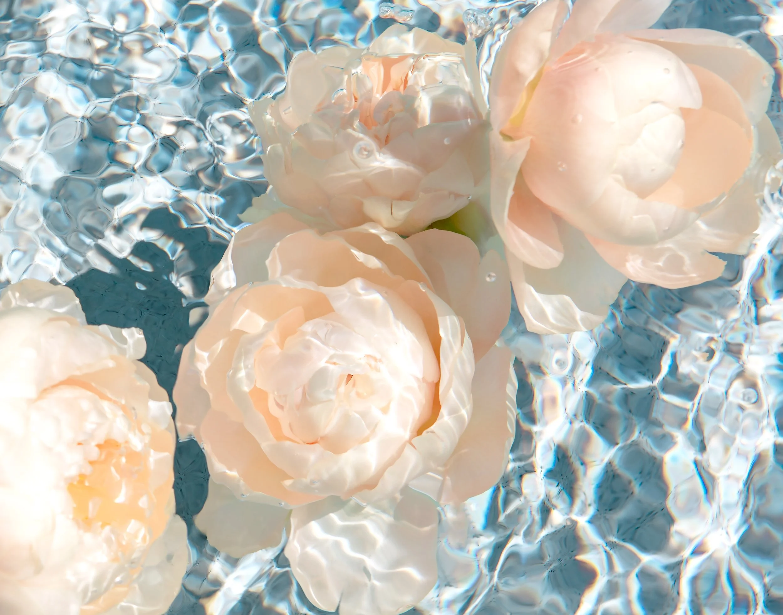 PeonySummer-14x11.jpg