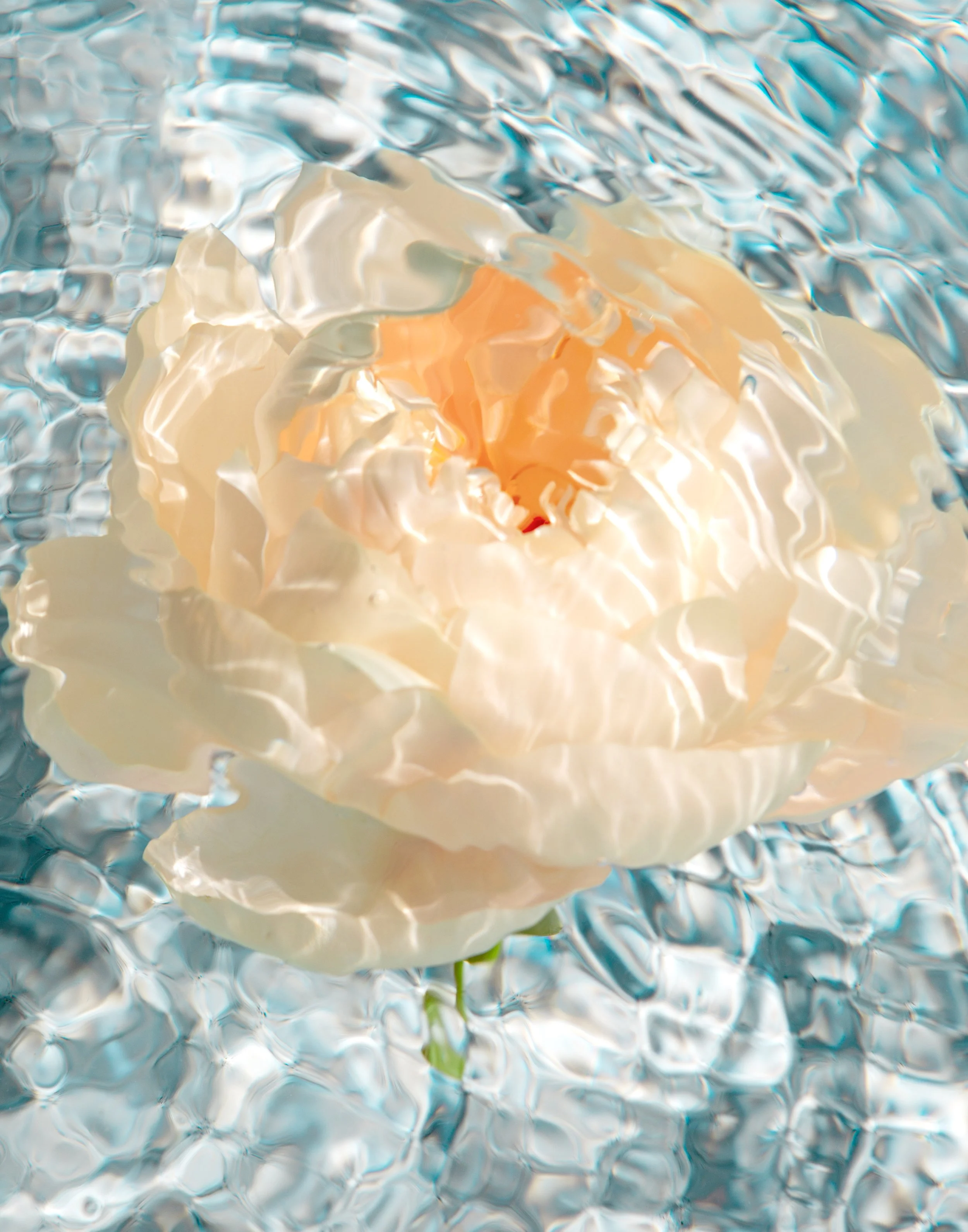 OrangeCrush-11x14.jpg