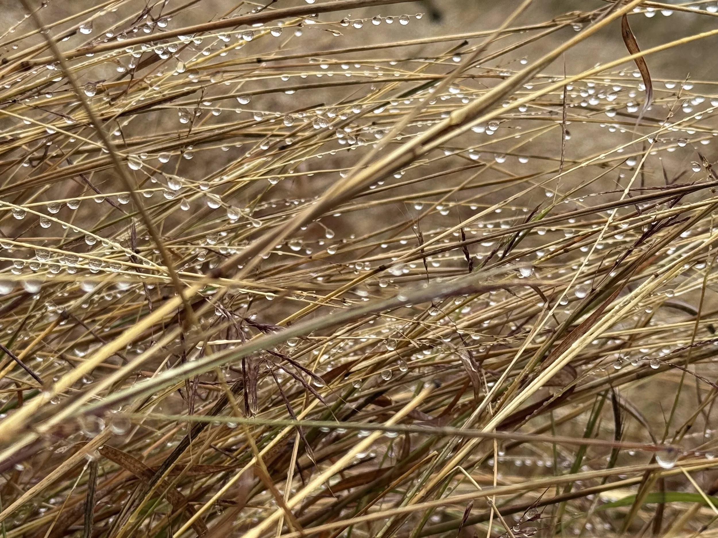 Rain-covered wheat symbolizing healing while feeling overwhelmed by responsibility and guilt