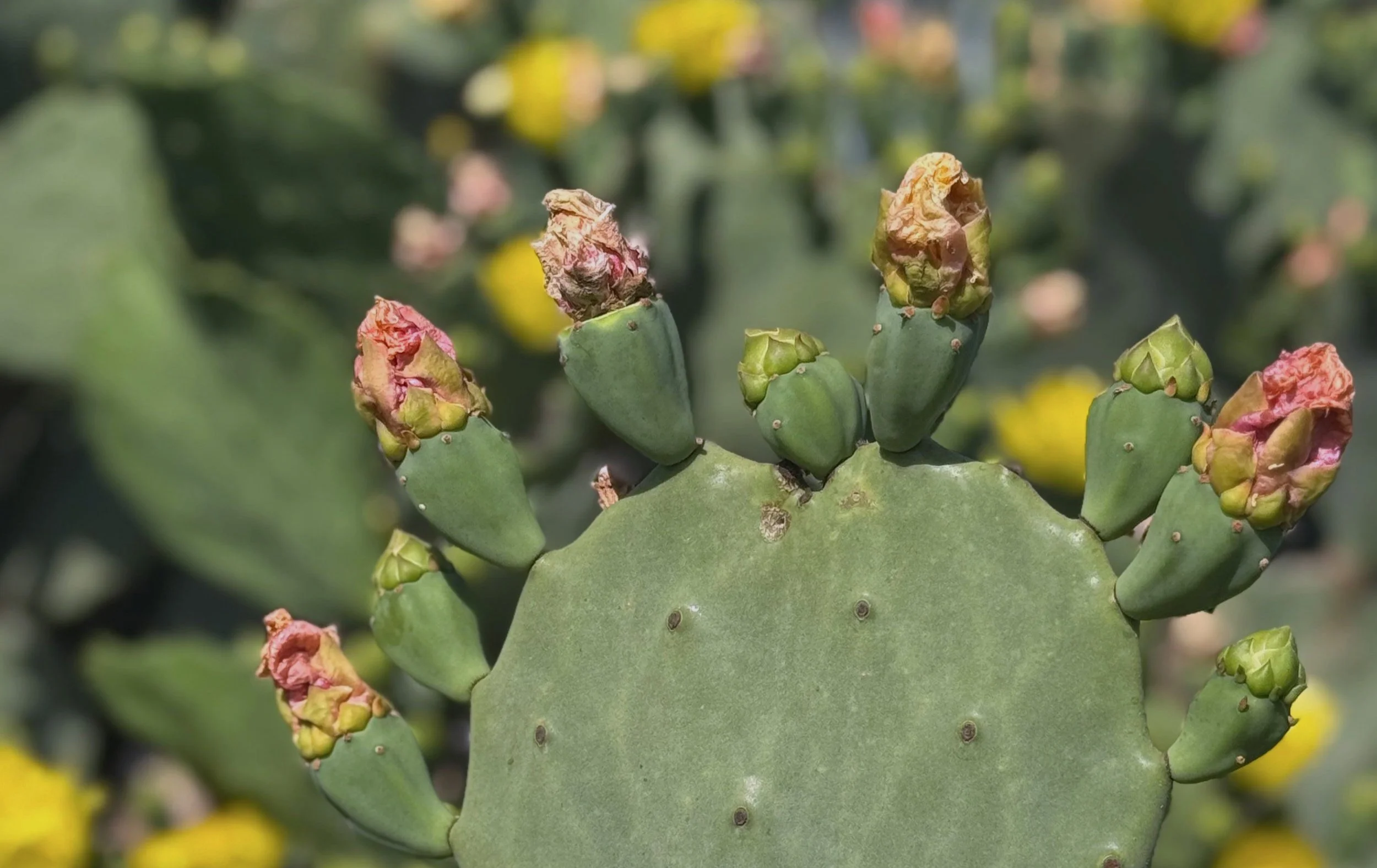 flat green cactus with soft crumpled blooms in pinks and yellows