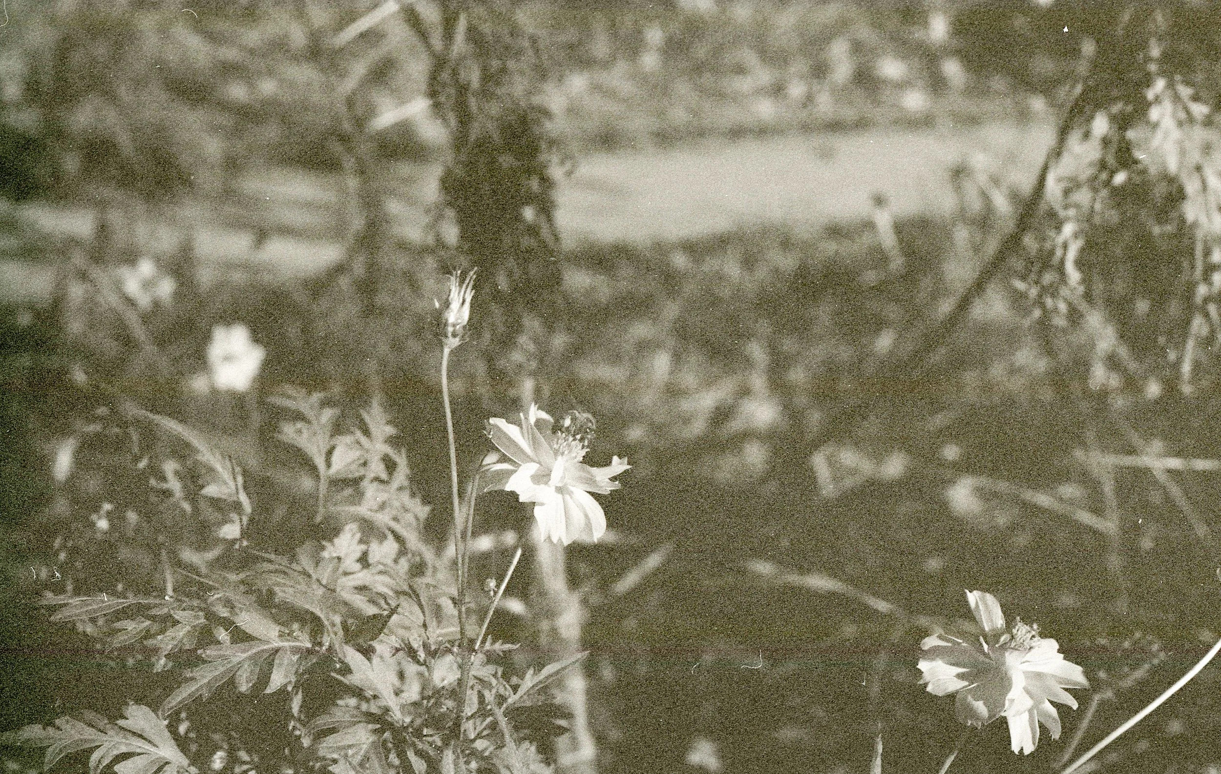 Somatic therapy in Houston, TX. Flower facing the sun.