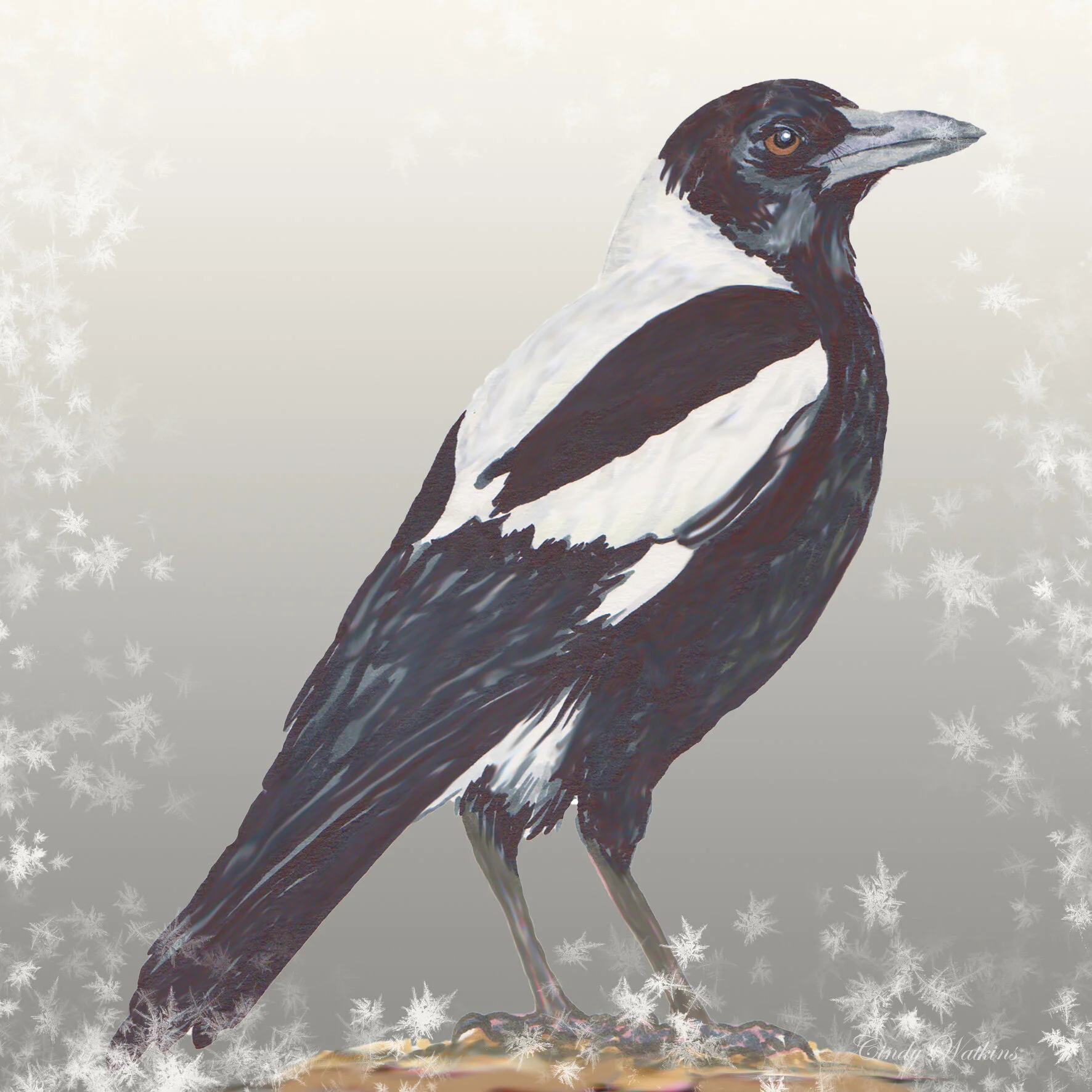 magpie.jpg