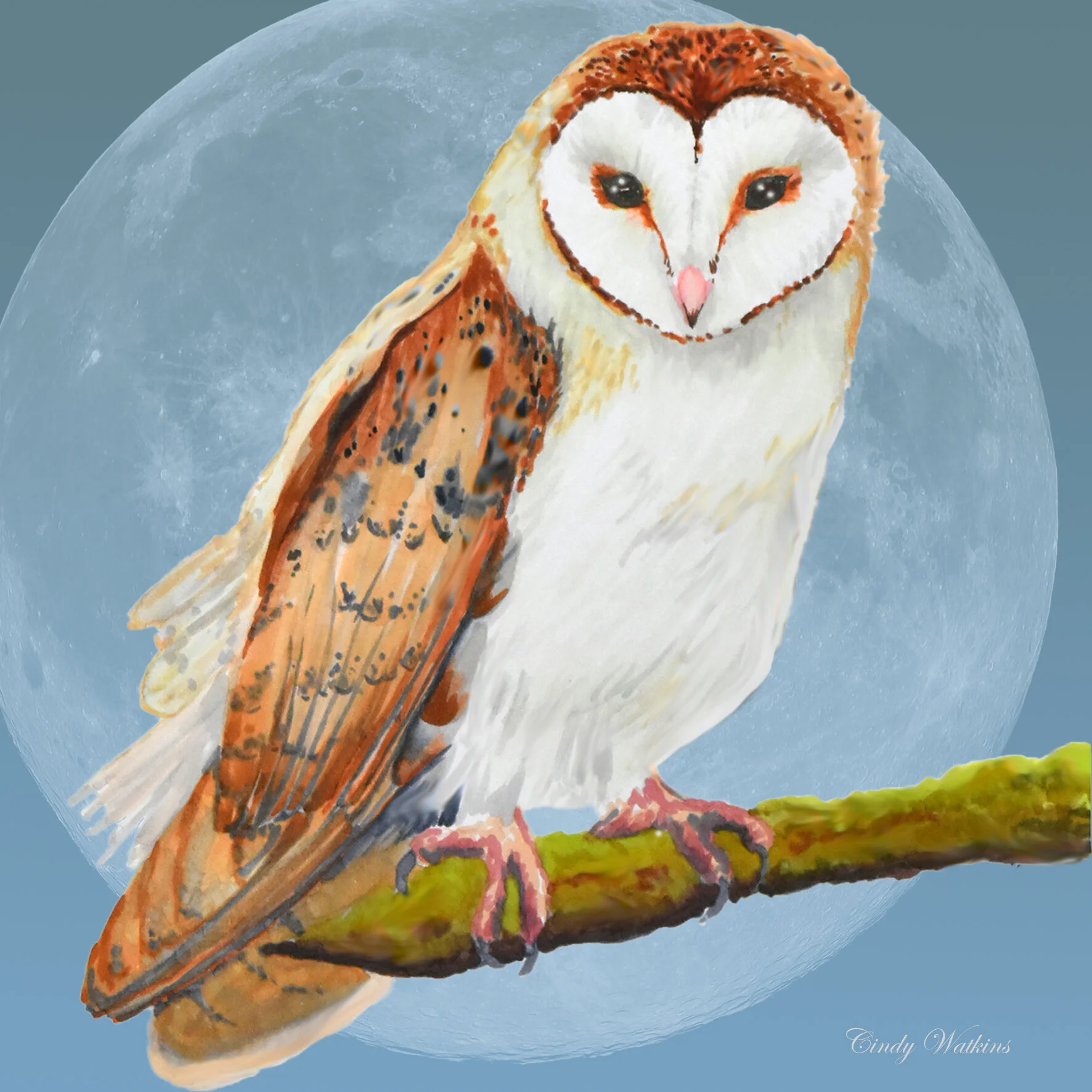 owl.jpg