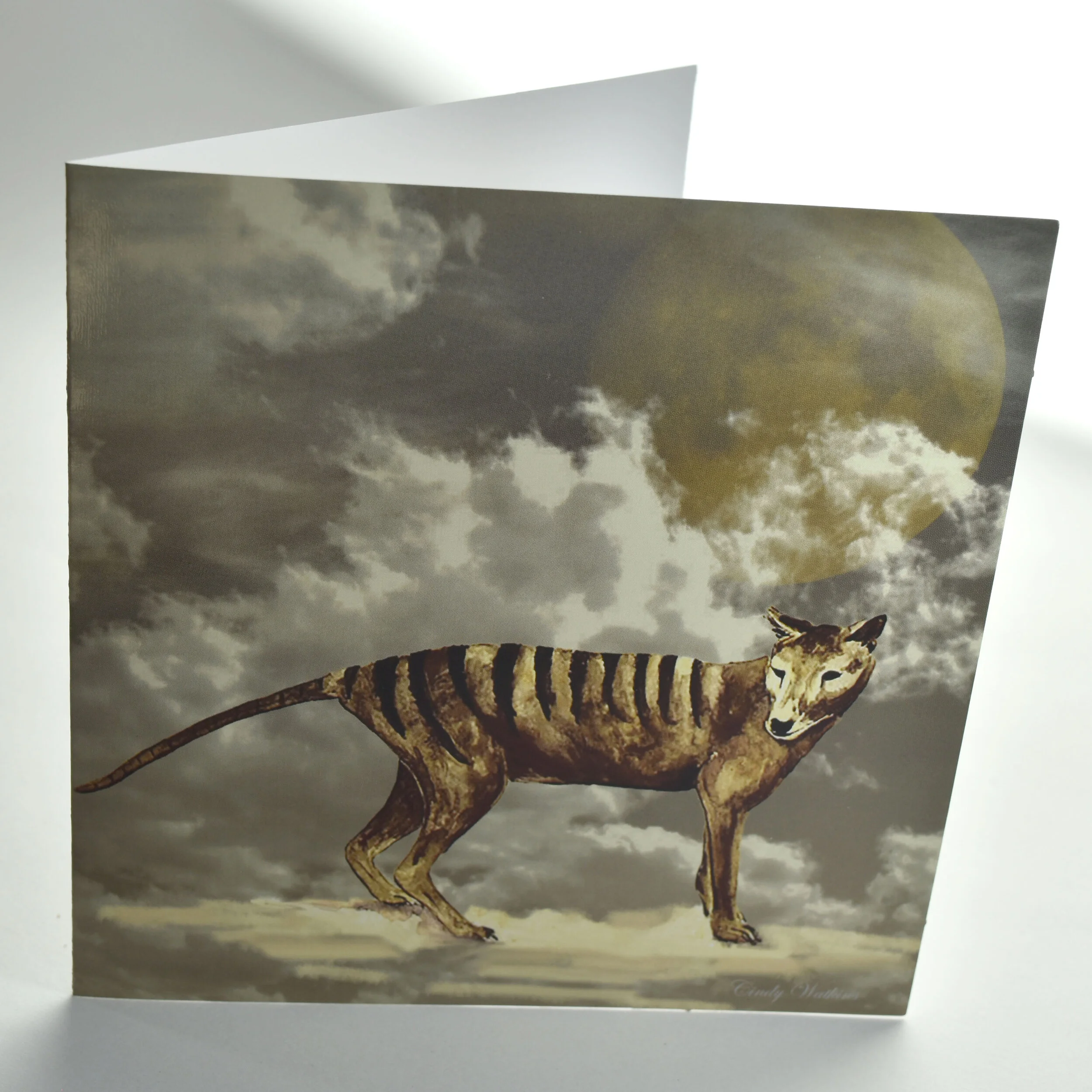 tiger a.jpg