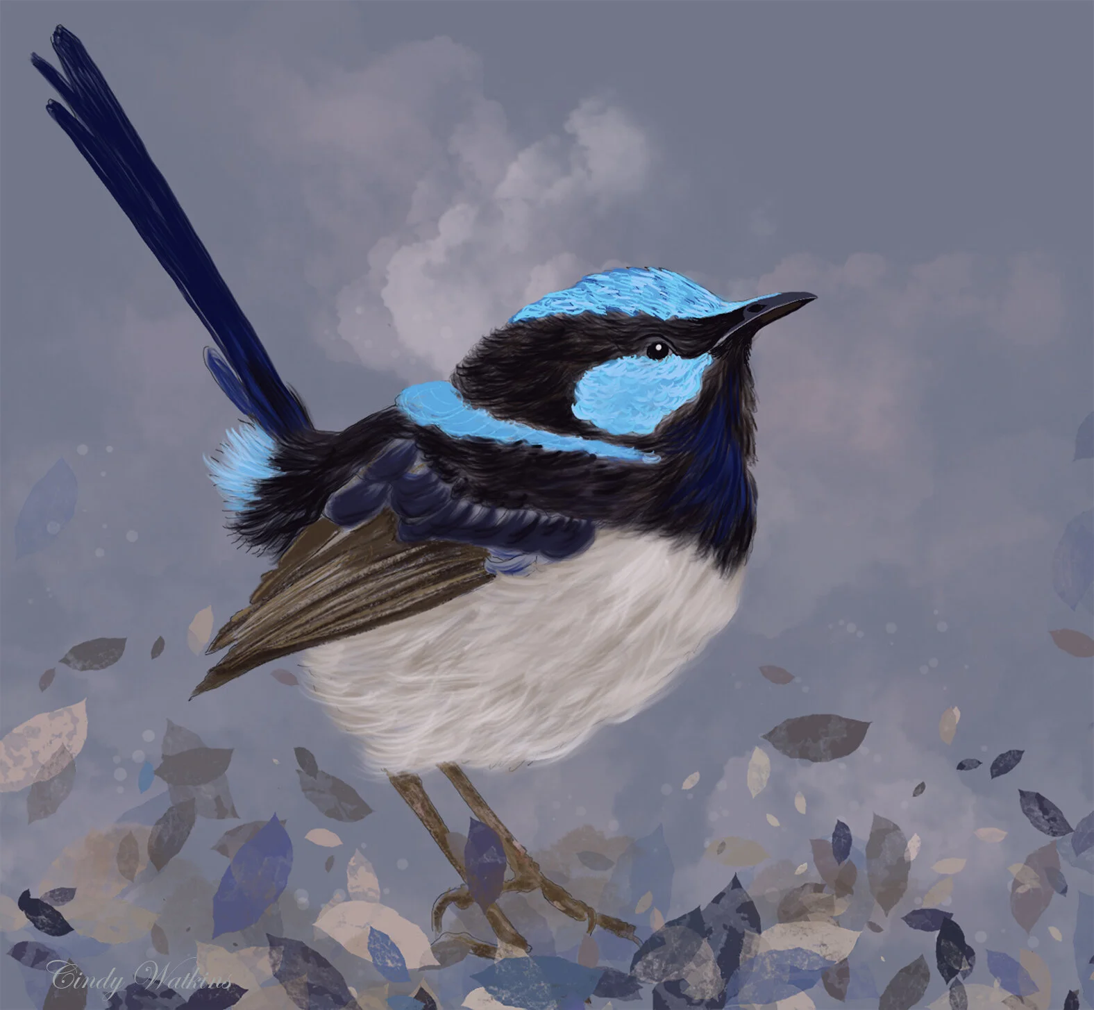 bluewren cindy watkins.jpg