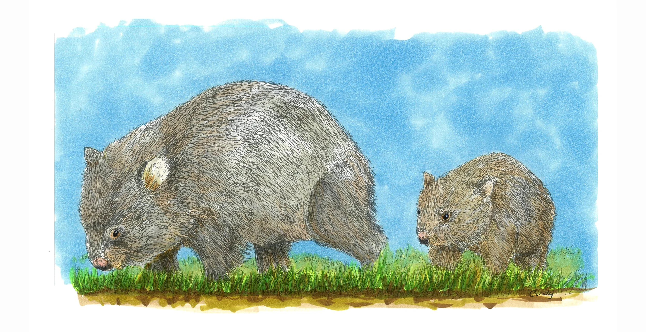 6884248_wombat_and_baby1.jpg