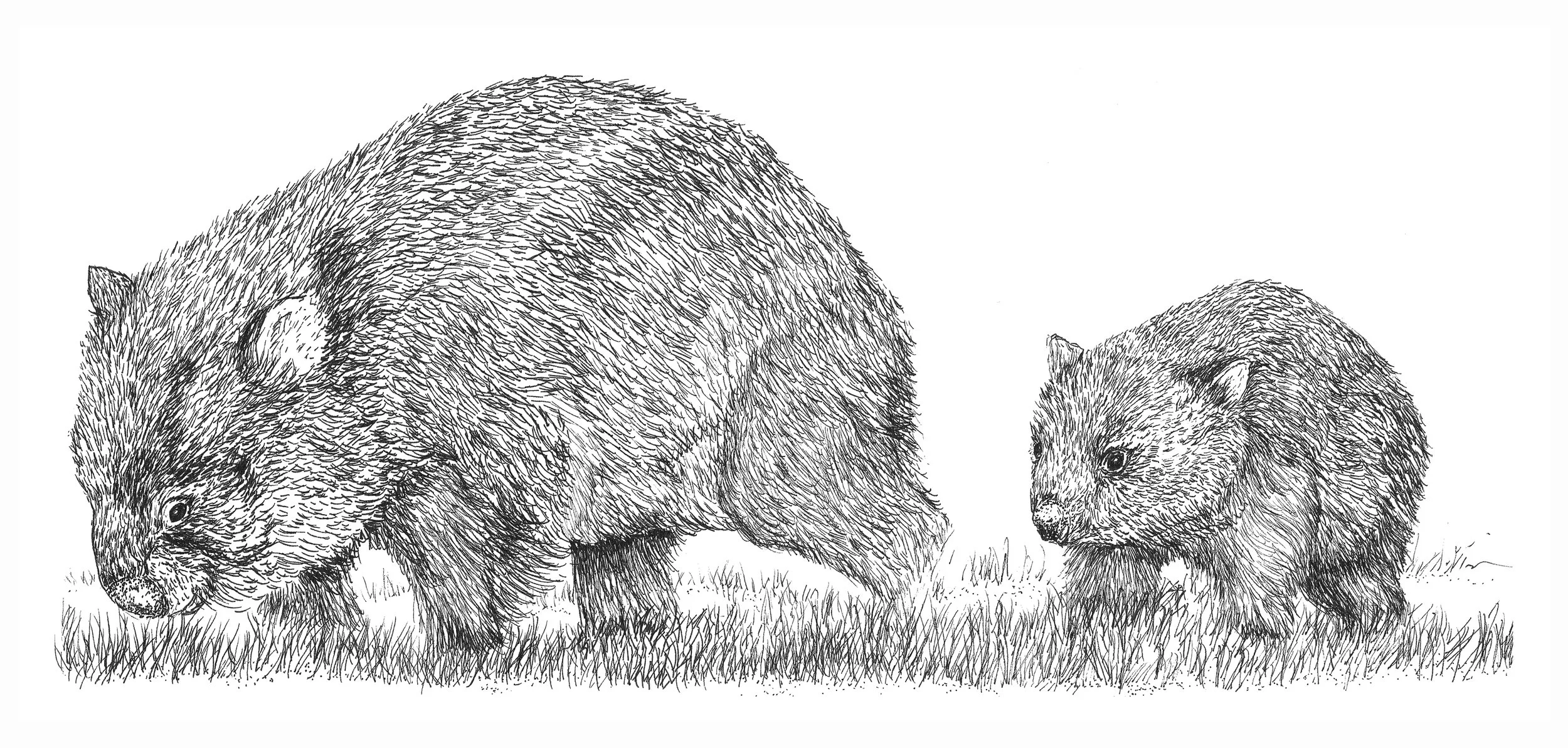 wombat mother and baby 2021.jpg