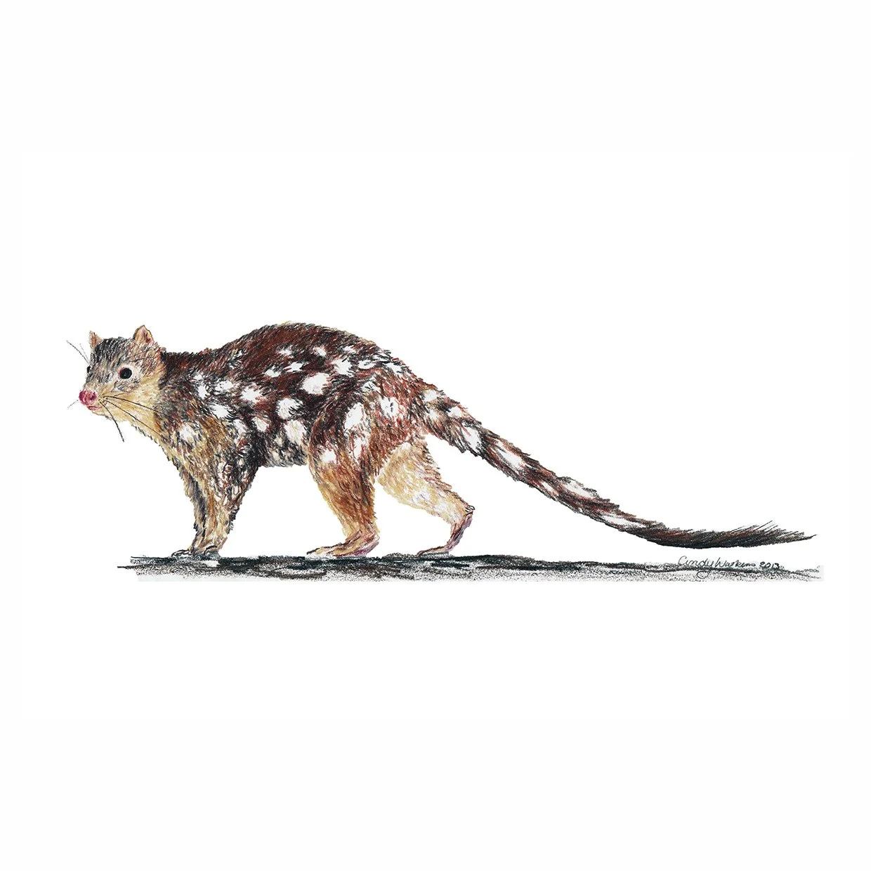 quoll small.jpg