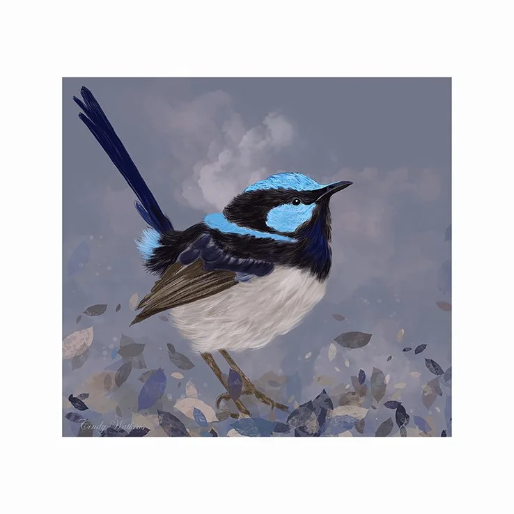 bluewren cindy watkins sml.jpg