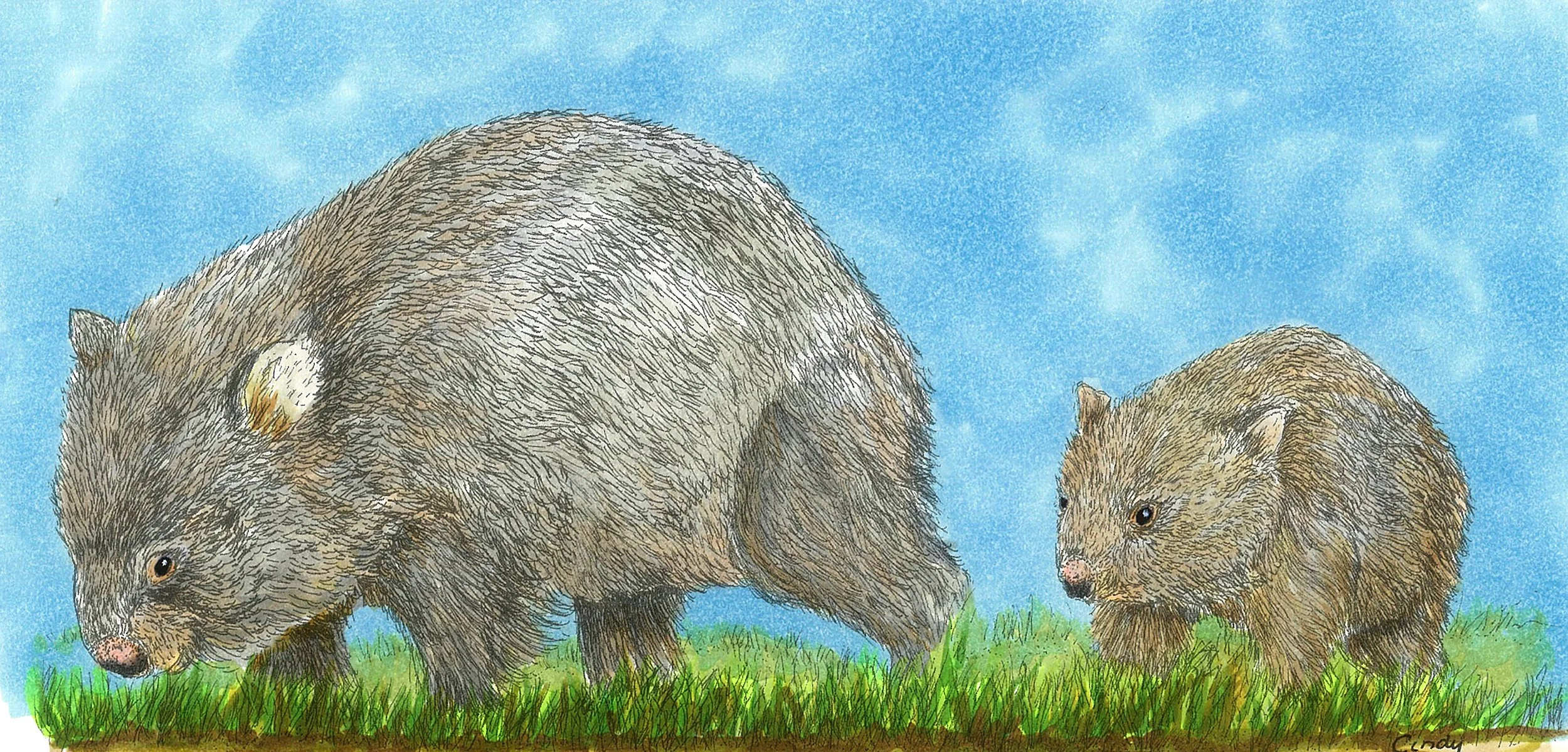 6884248_wombat_and_baby1.jpg