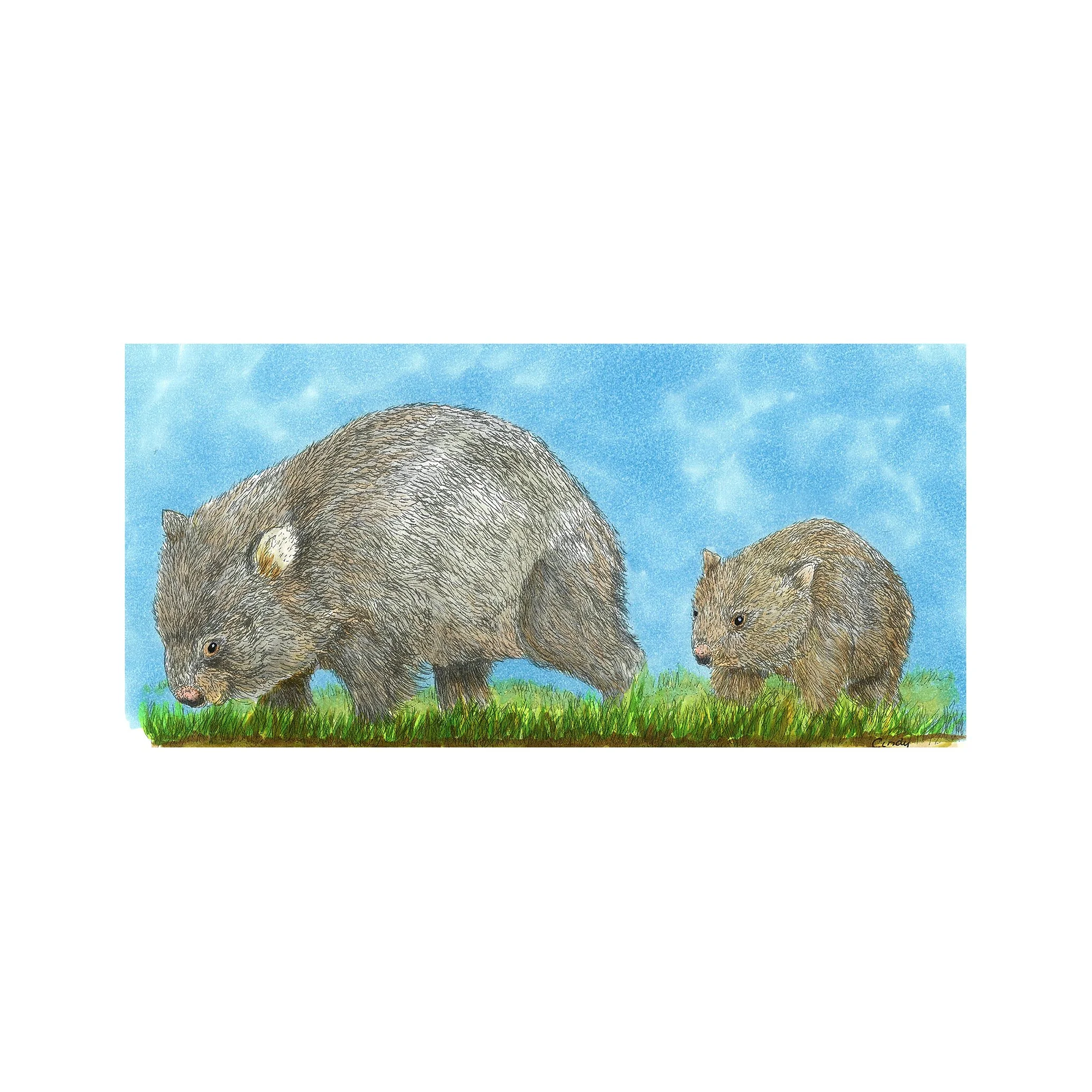 6884248_wombat_and_baby1 copy2.jpg