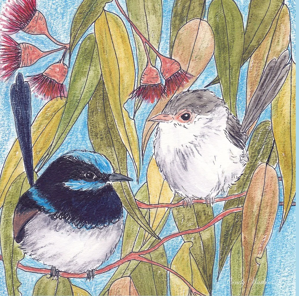 9436023_blue-wren 22.jpg
