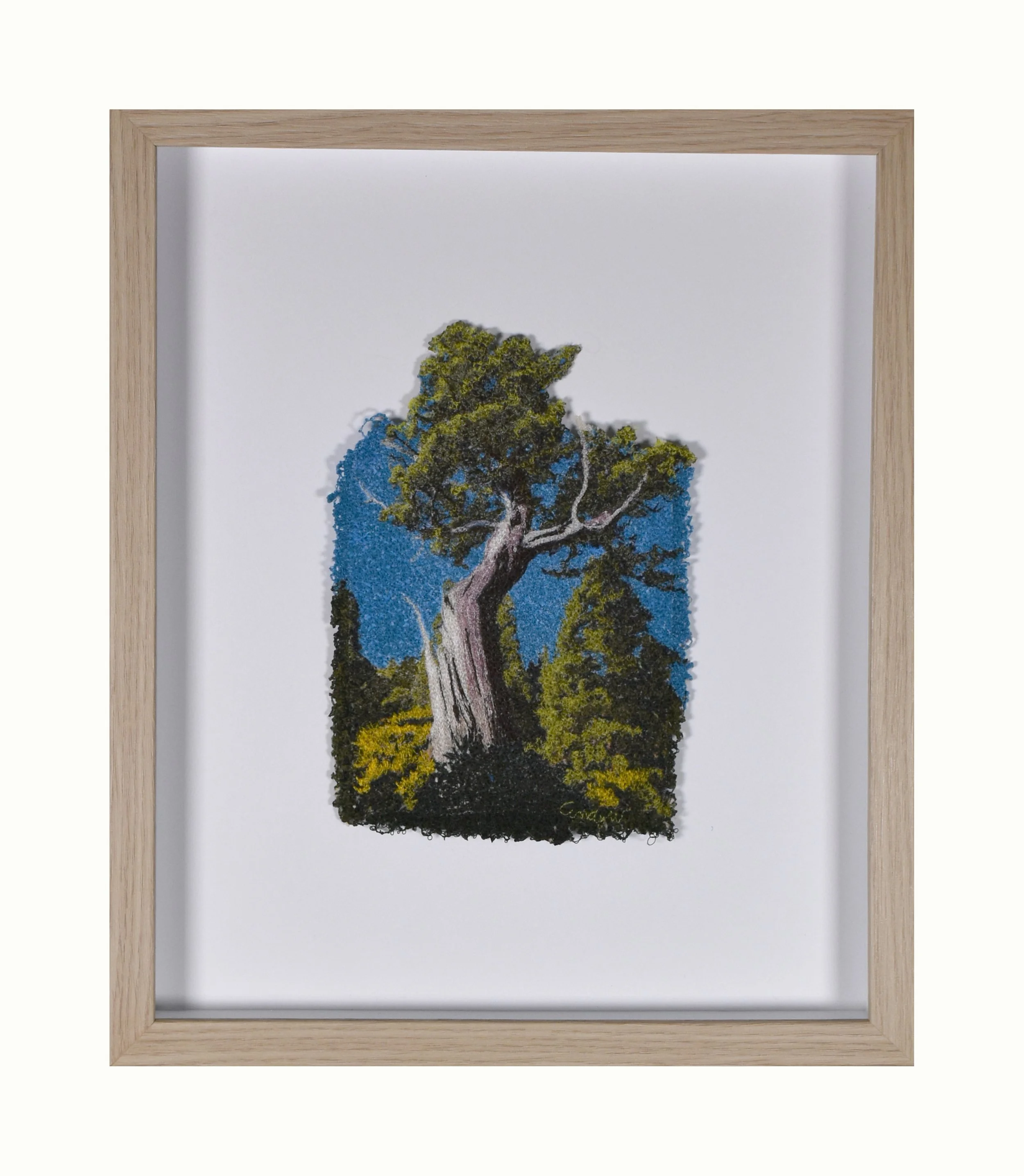 pencil pine on the plat framed.jpg