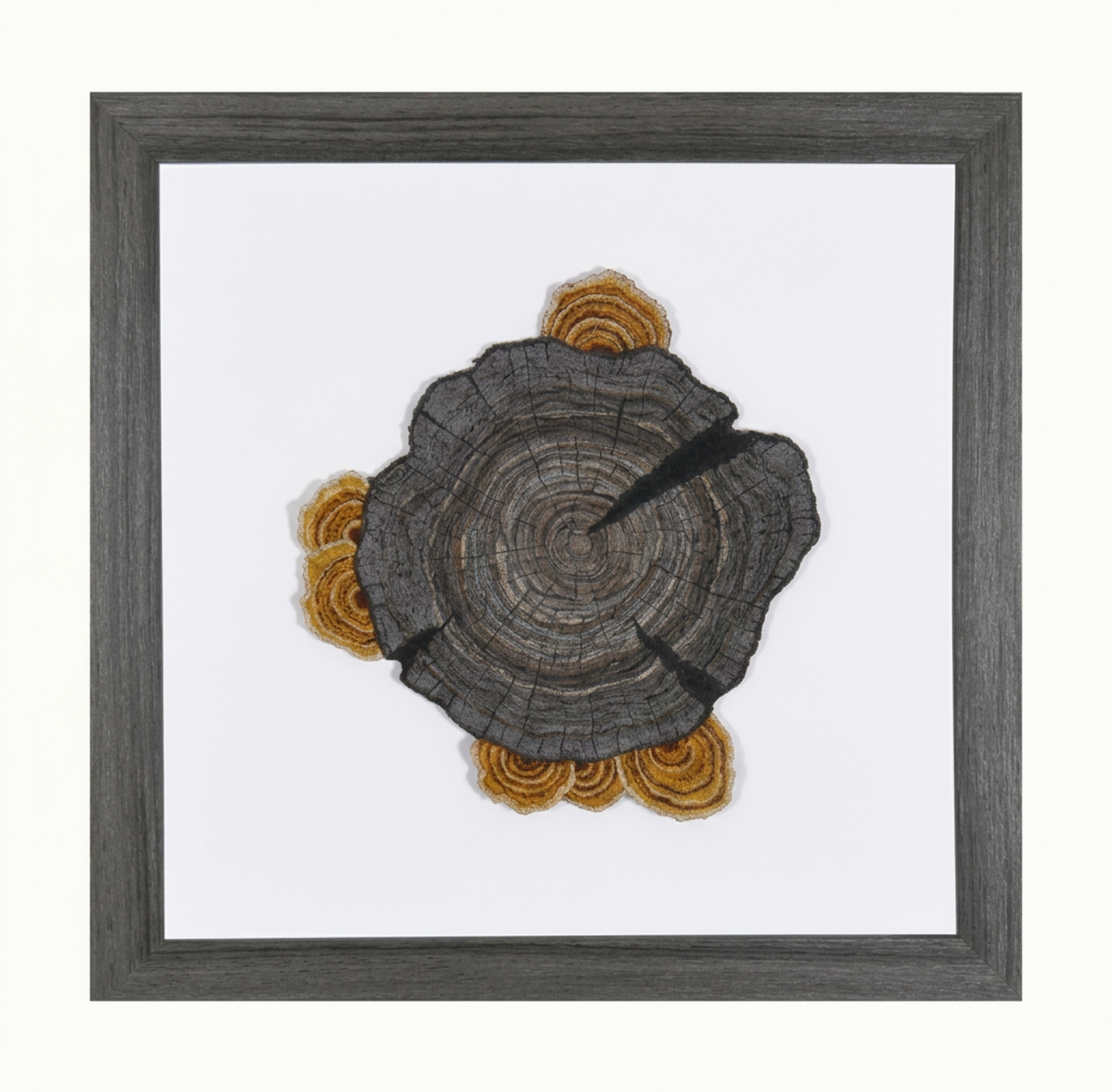 fungi and stump 1 framed.png