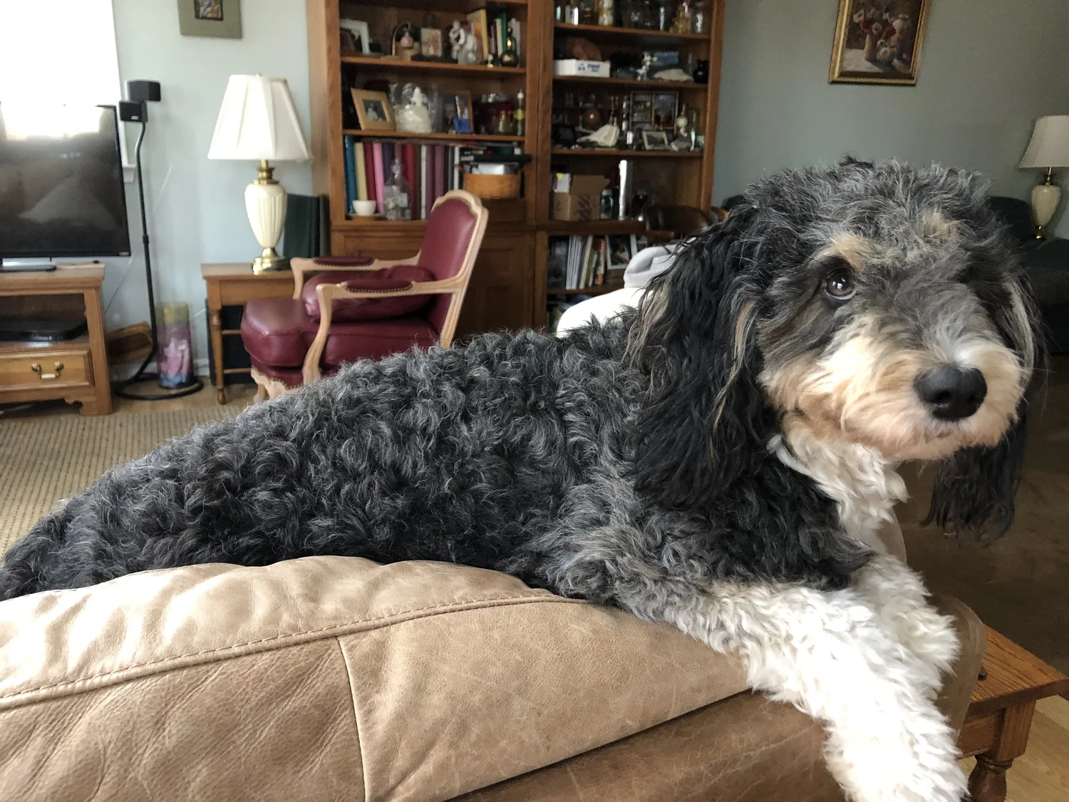 AUSSIEDOODLE-MI