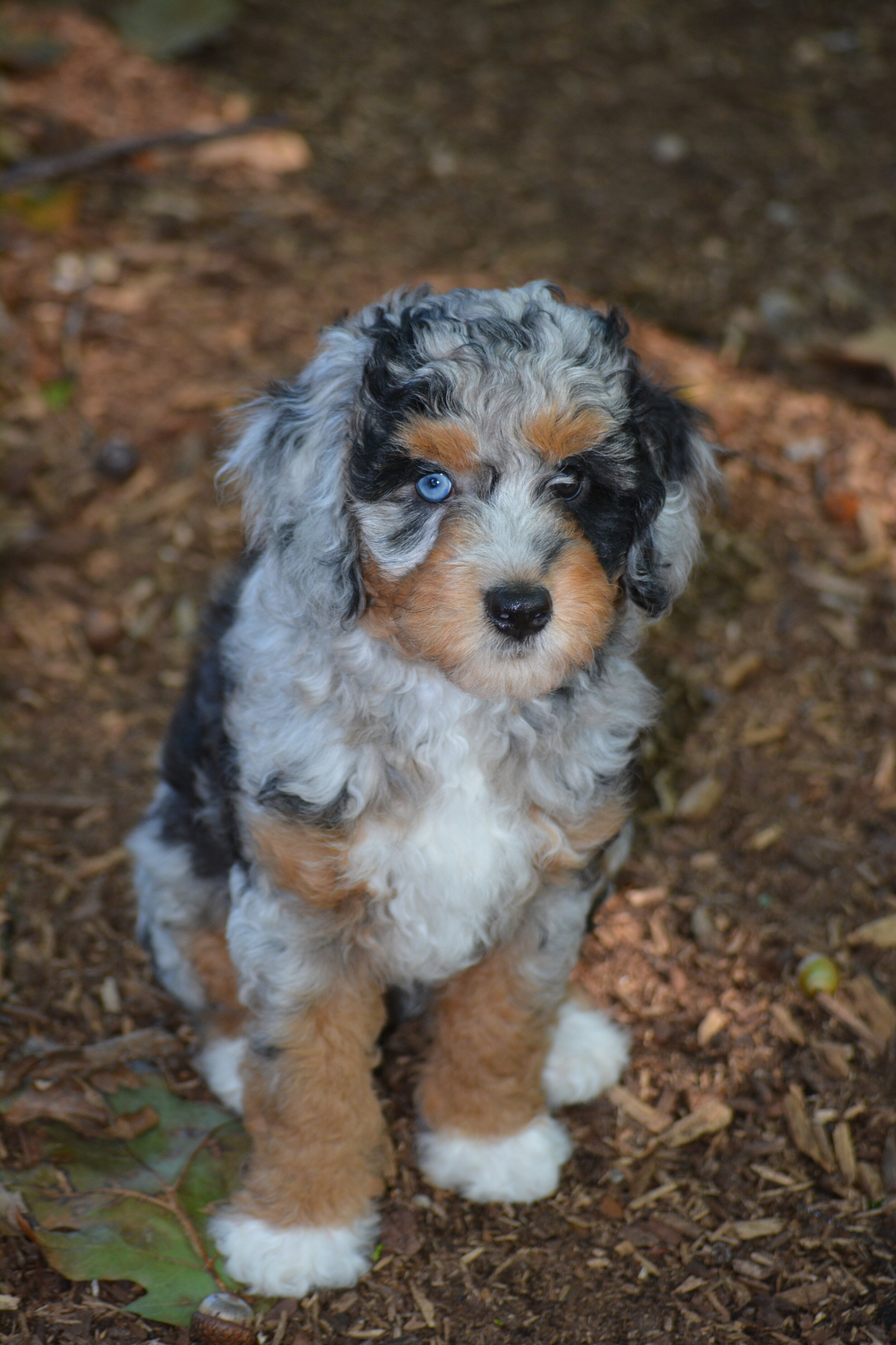 phantom aussiedoodle