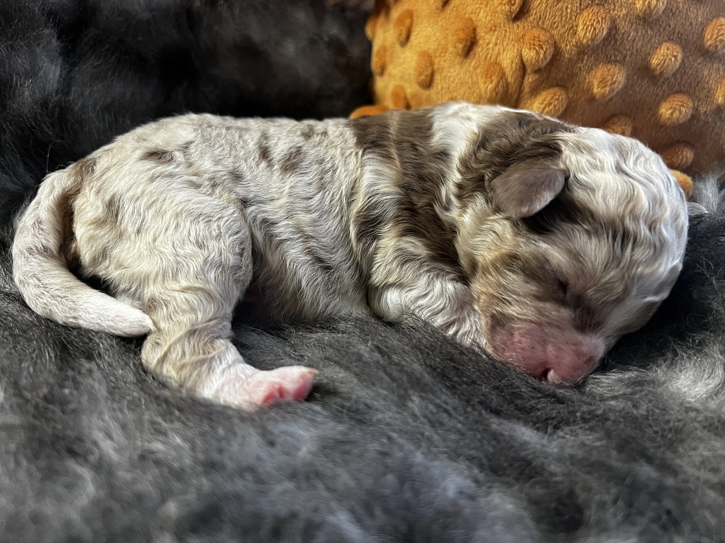 Lark available