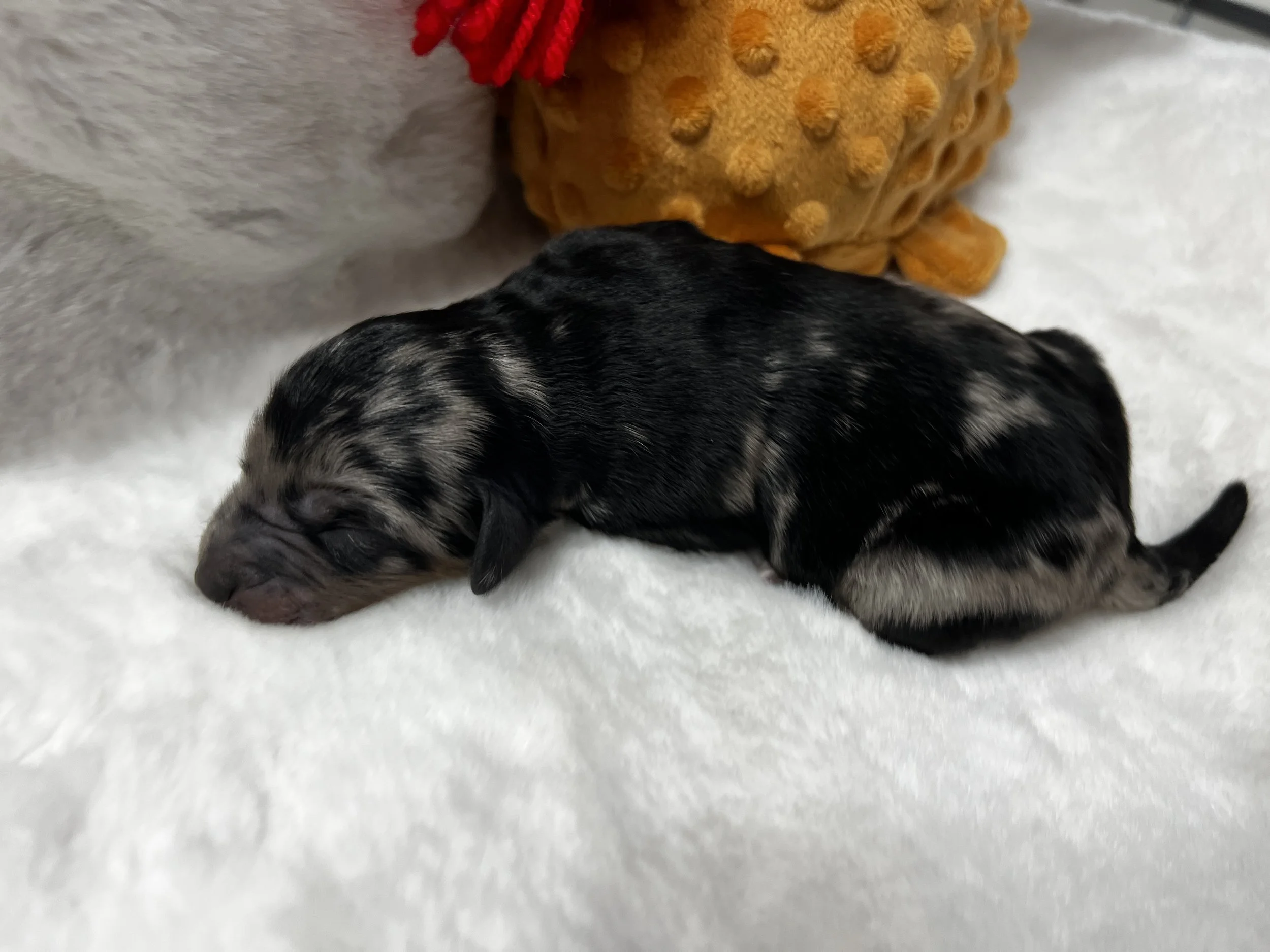 Dusty Miller available