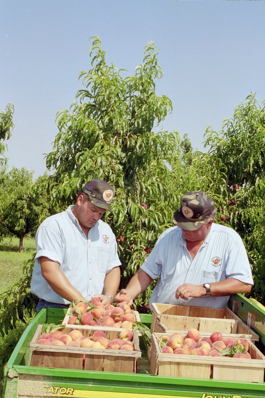 Peach in crates with producers .JPG