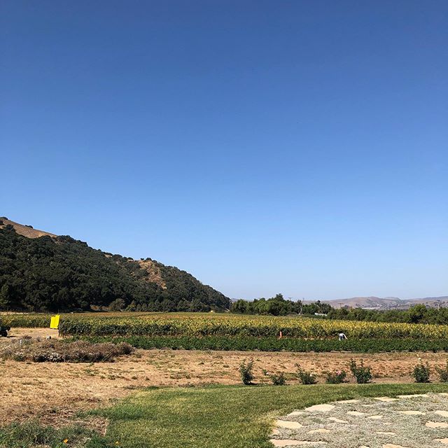 Thank you to @sustainablewinetours for a full day of drinking great wine and meeting the amazing people making it in #santabarbara!
.
.
.
#drinklocal #santabarbarawine #santaynez #happycanyon #caliwine #santaynezwinecountry #santamariavalley #santayn