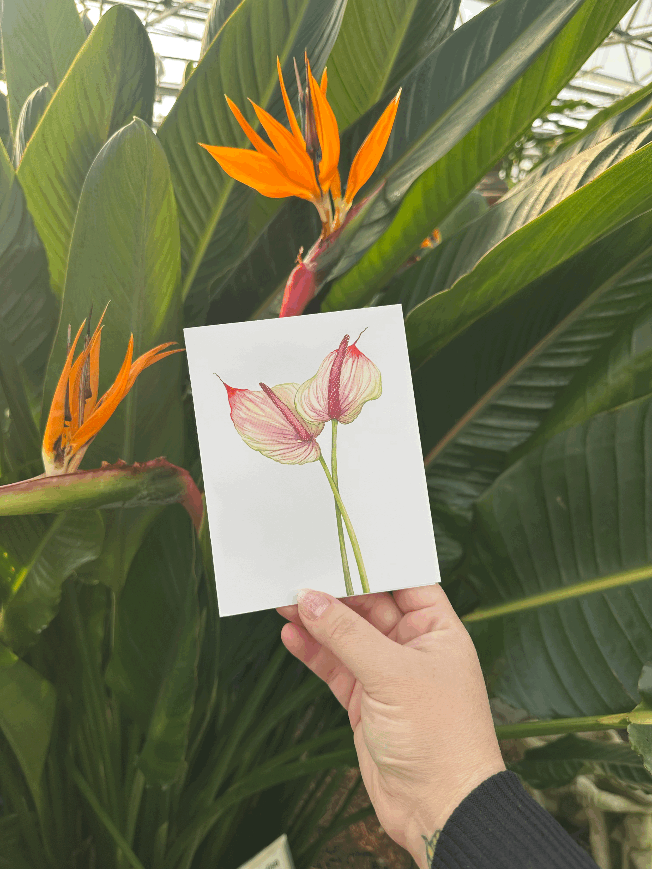 Anthurium Card