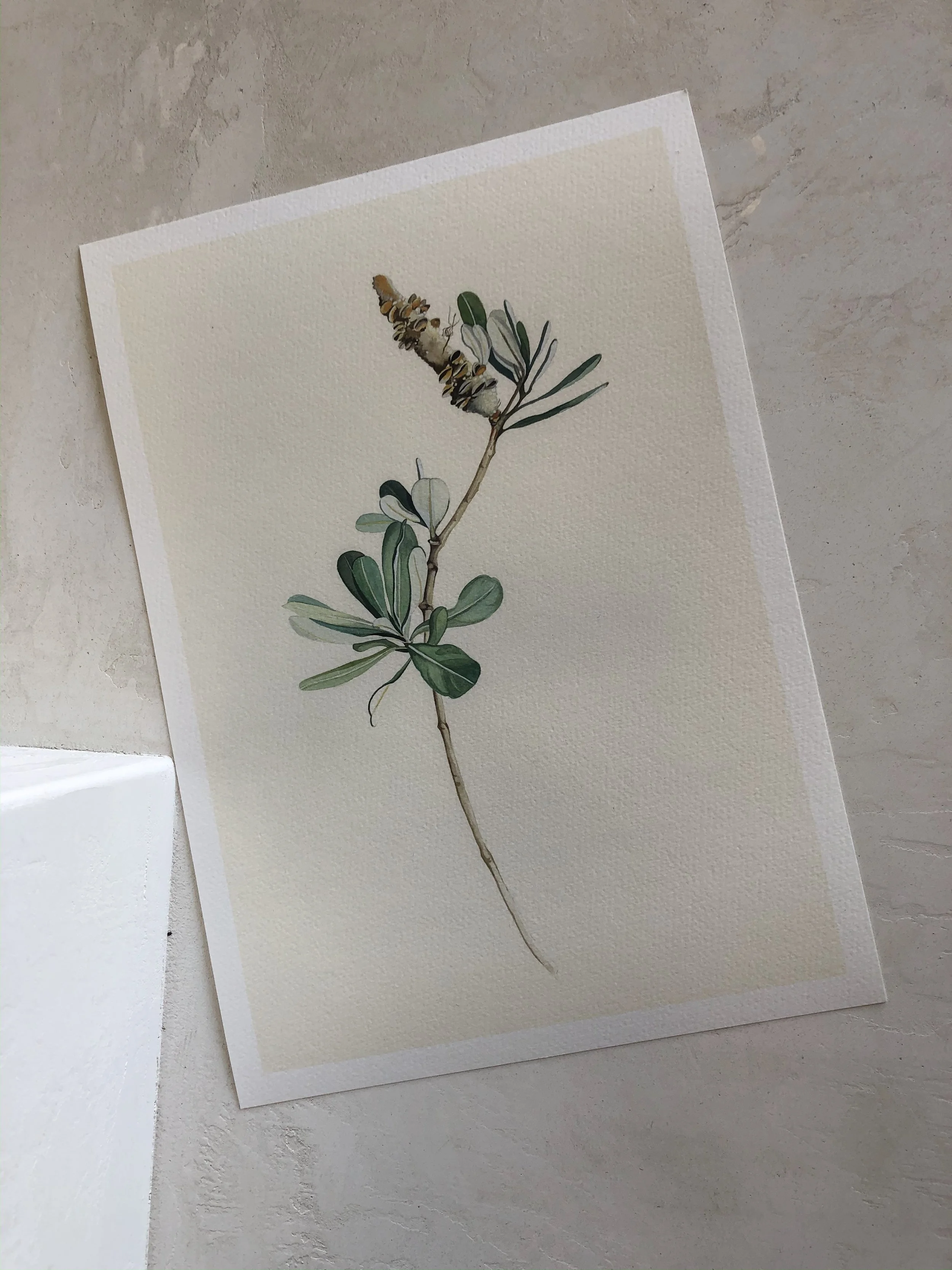 Banksia integrifolia II