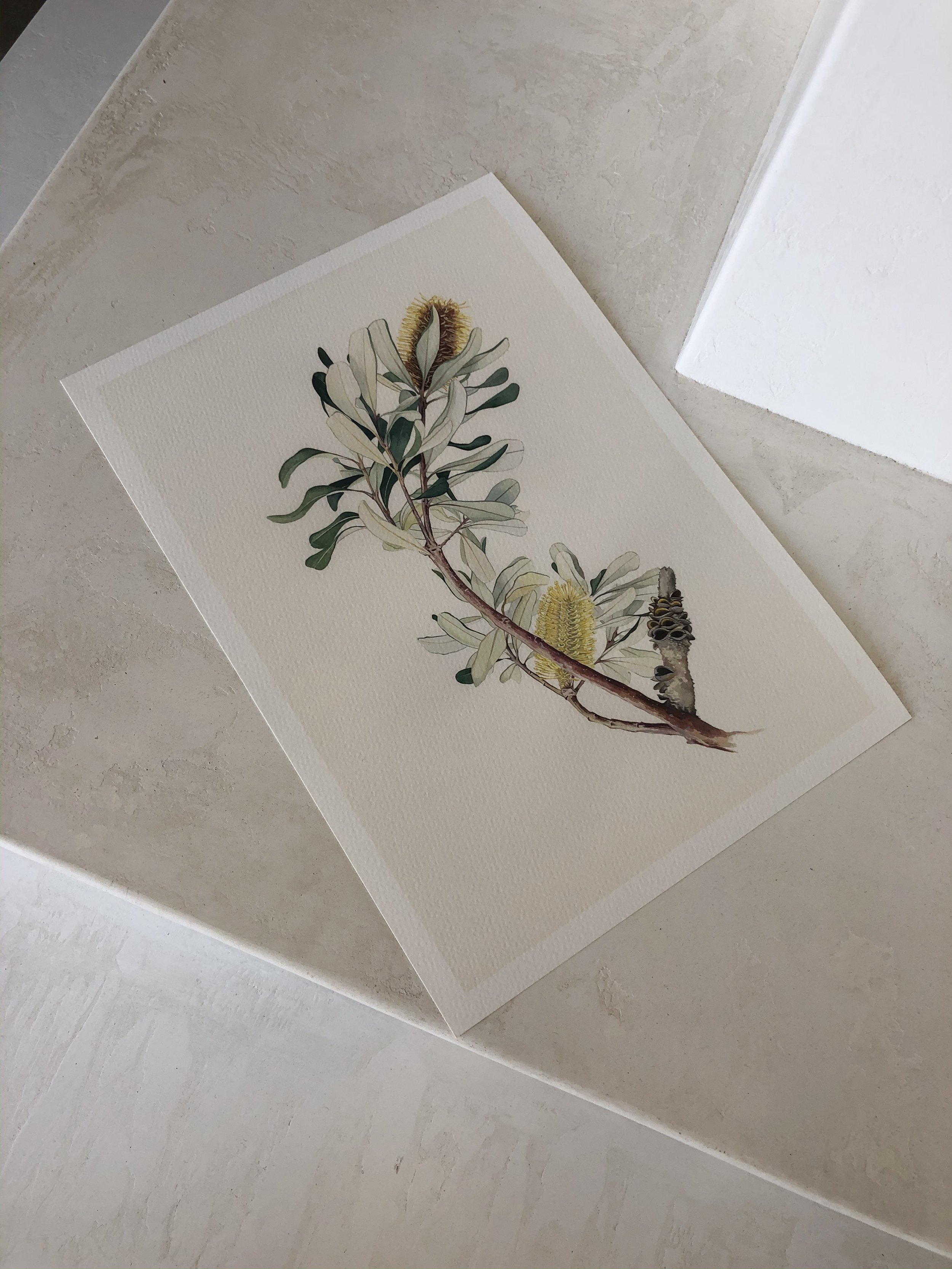 Banksia integrifolia III
