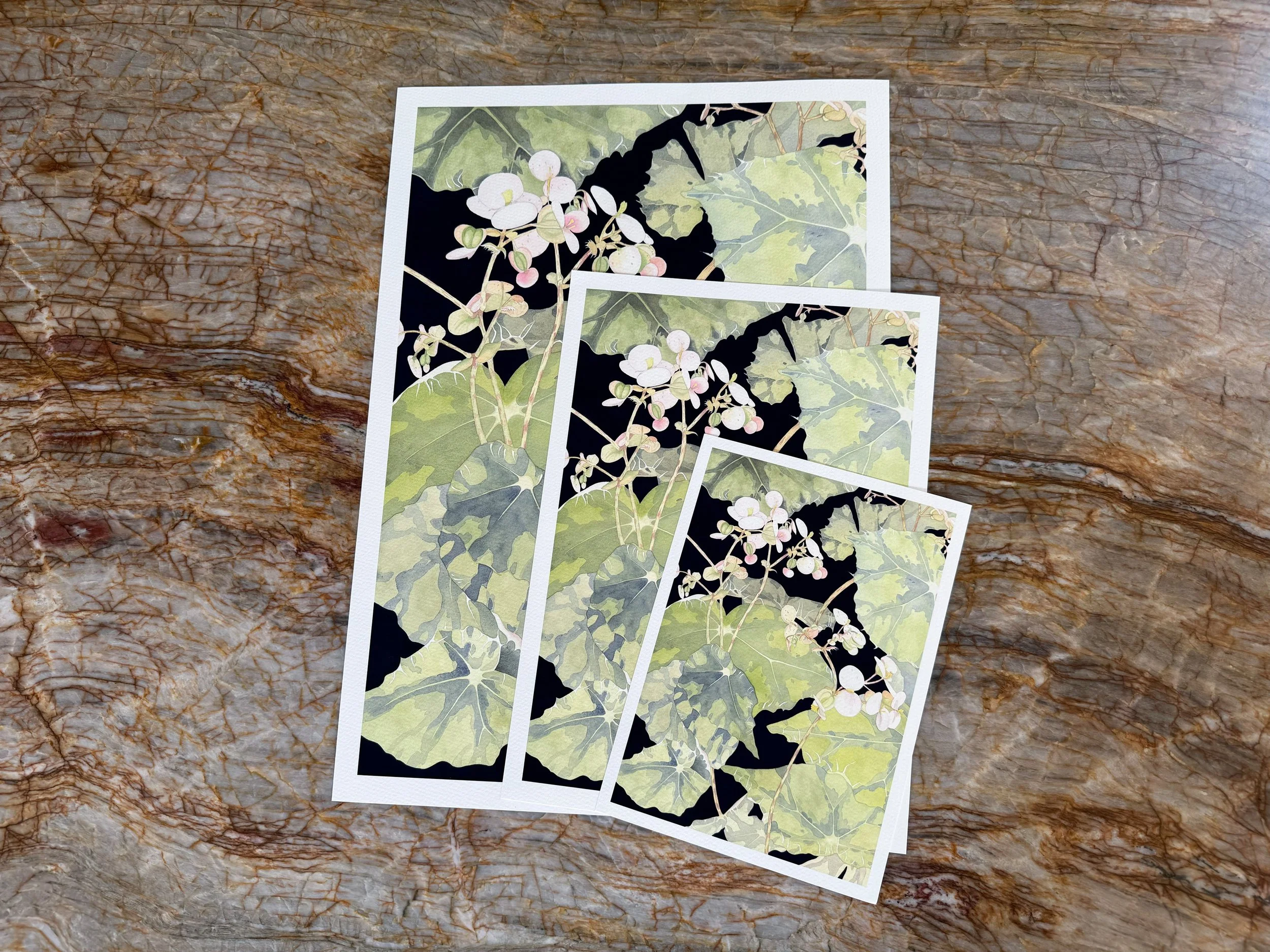 Bowerae at Night sizes.JPG