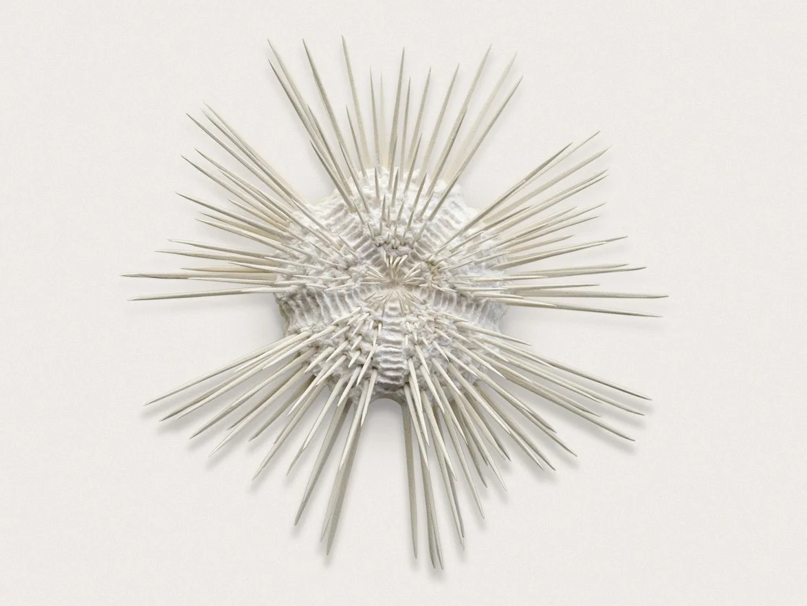 'Urchin III' Sculpted and handmade paper approx - 38cm x 38cm