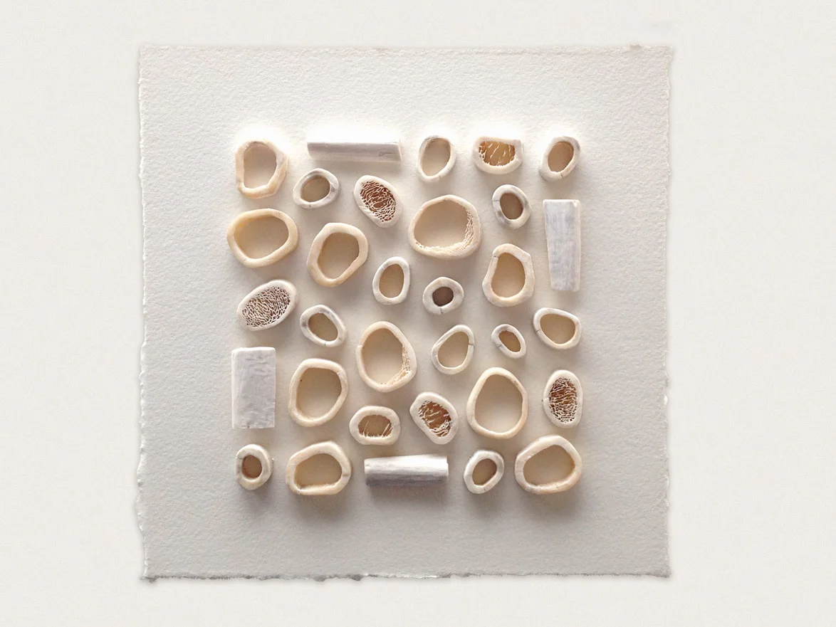 'Bone II' Bone stitched to paper - 20cm x 20cm