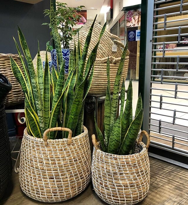 How cool do these baskets look together with the old favourite- Mother in law tongue plant .