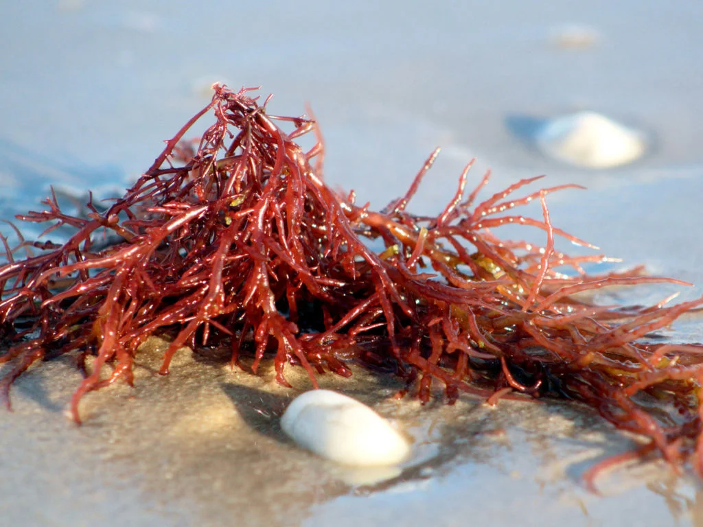 diet-nutrition_food-safety_is-carrageenan-safe_592683642-1024x768.jpg