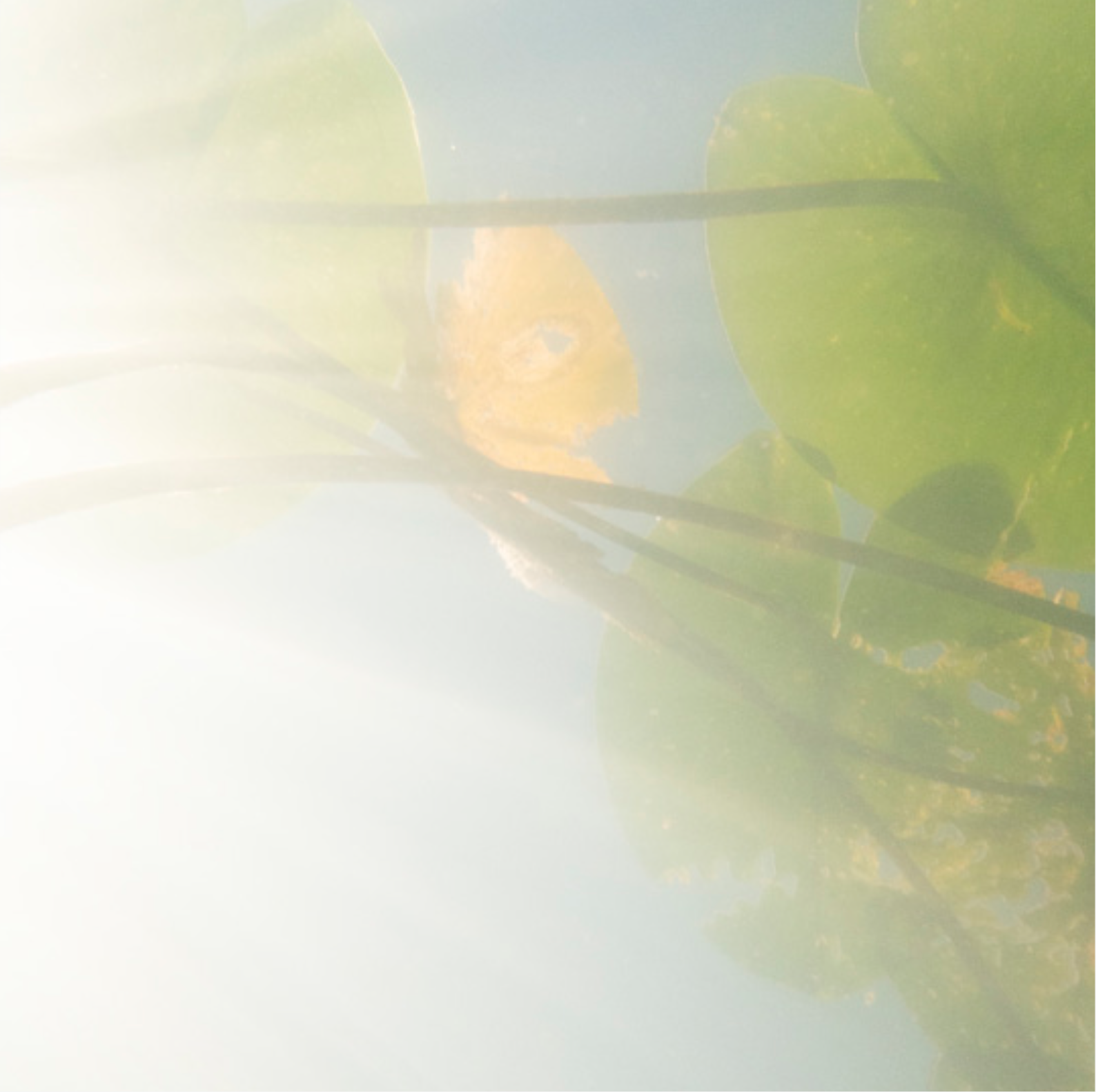 Homage till Monet.png