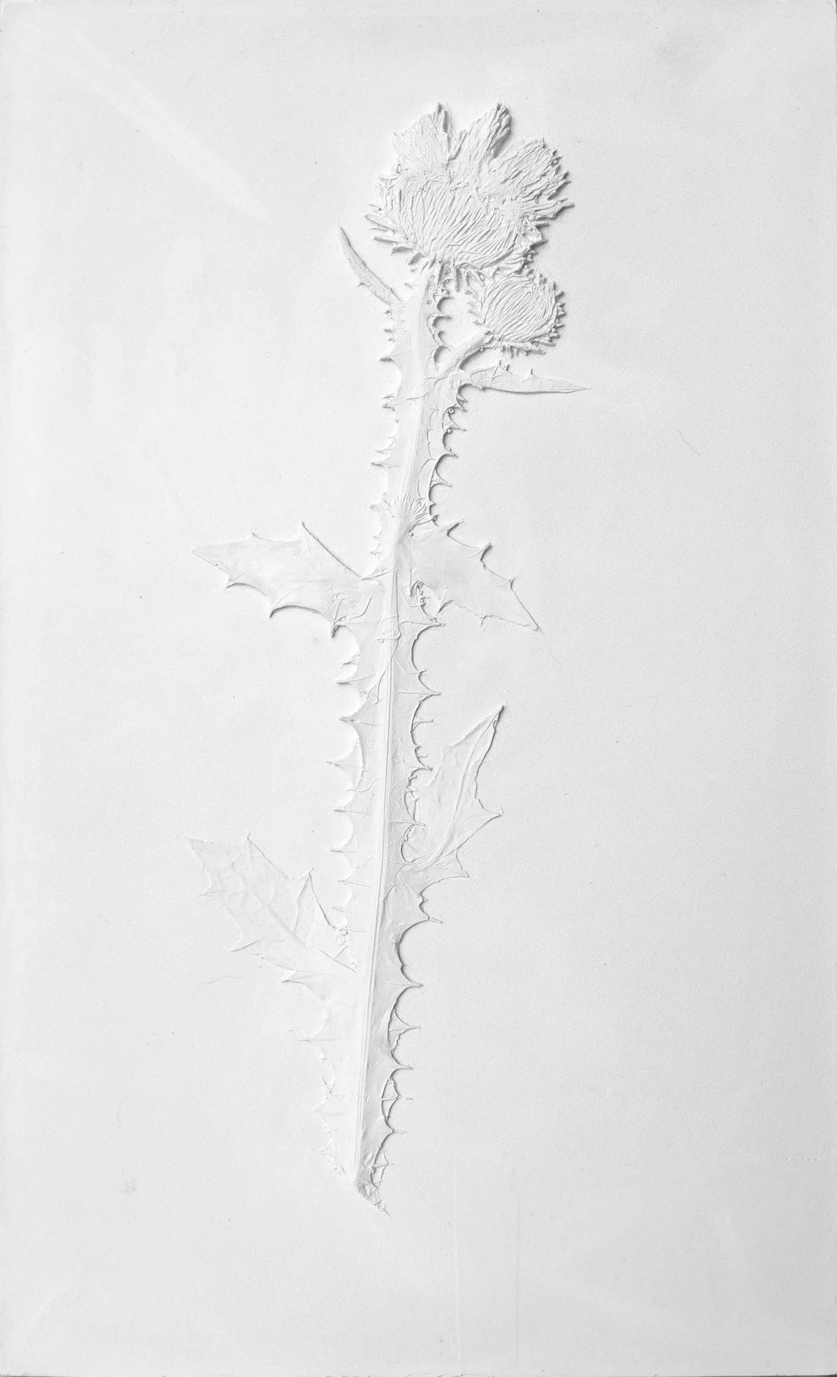 Mold of Ecolonia 23_CarolinaJonsson..jpg