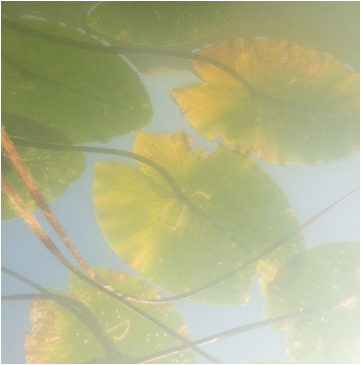 Monet.png