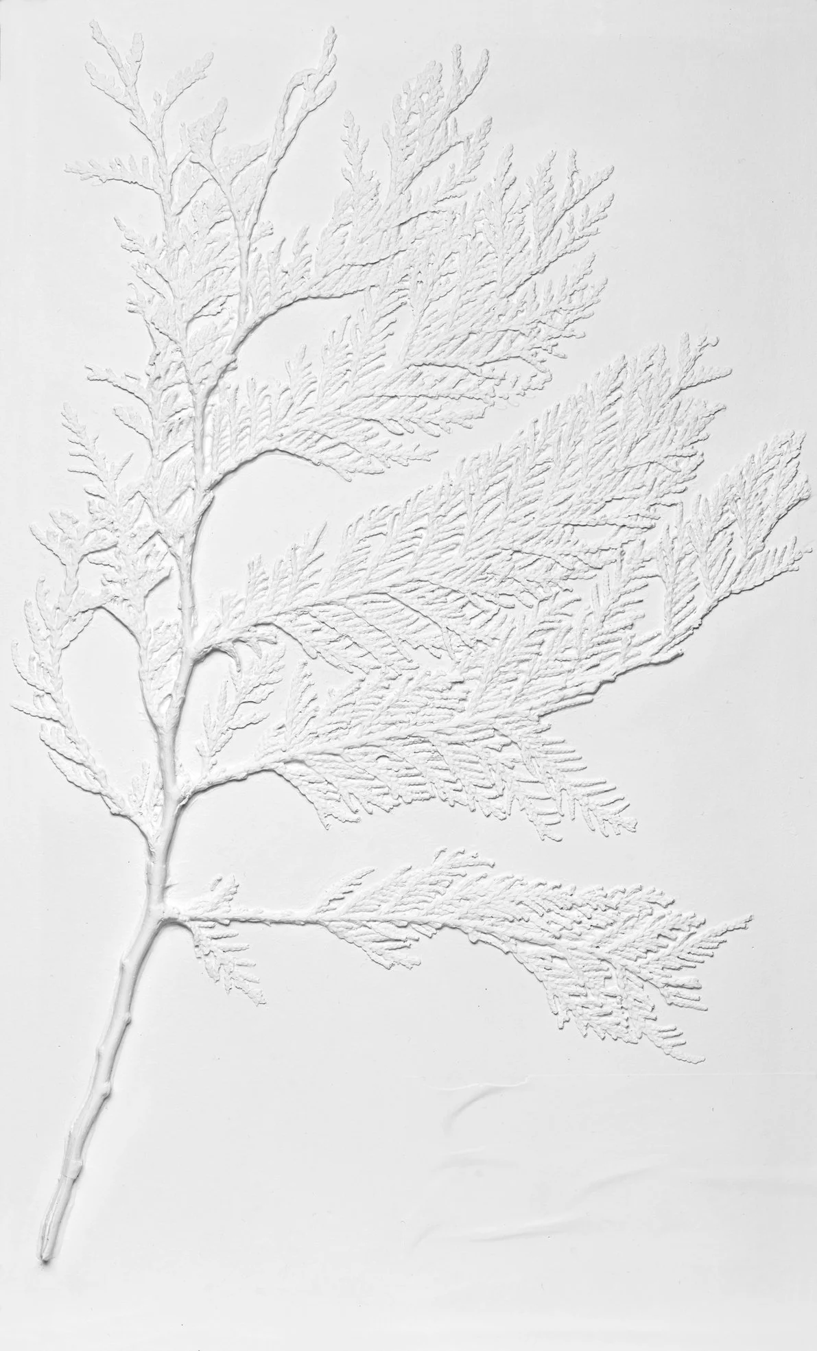 Mold of Ecolonia 16b_CarolinaJonsson.jpg