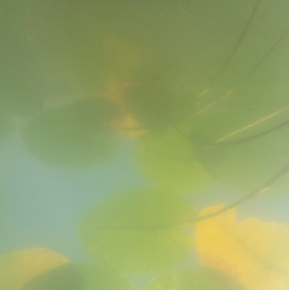 Homage to Monet 2.png