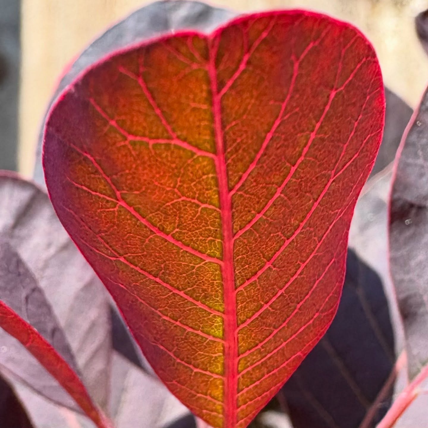 Sunlight diffused through a leaf. Not only am I a colour green addict,  I&rsquo;m also drawn to varying shades of plum reds. Loving the underside of this leaf.  #leafveins #leaf #natureinspired