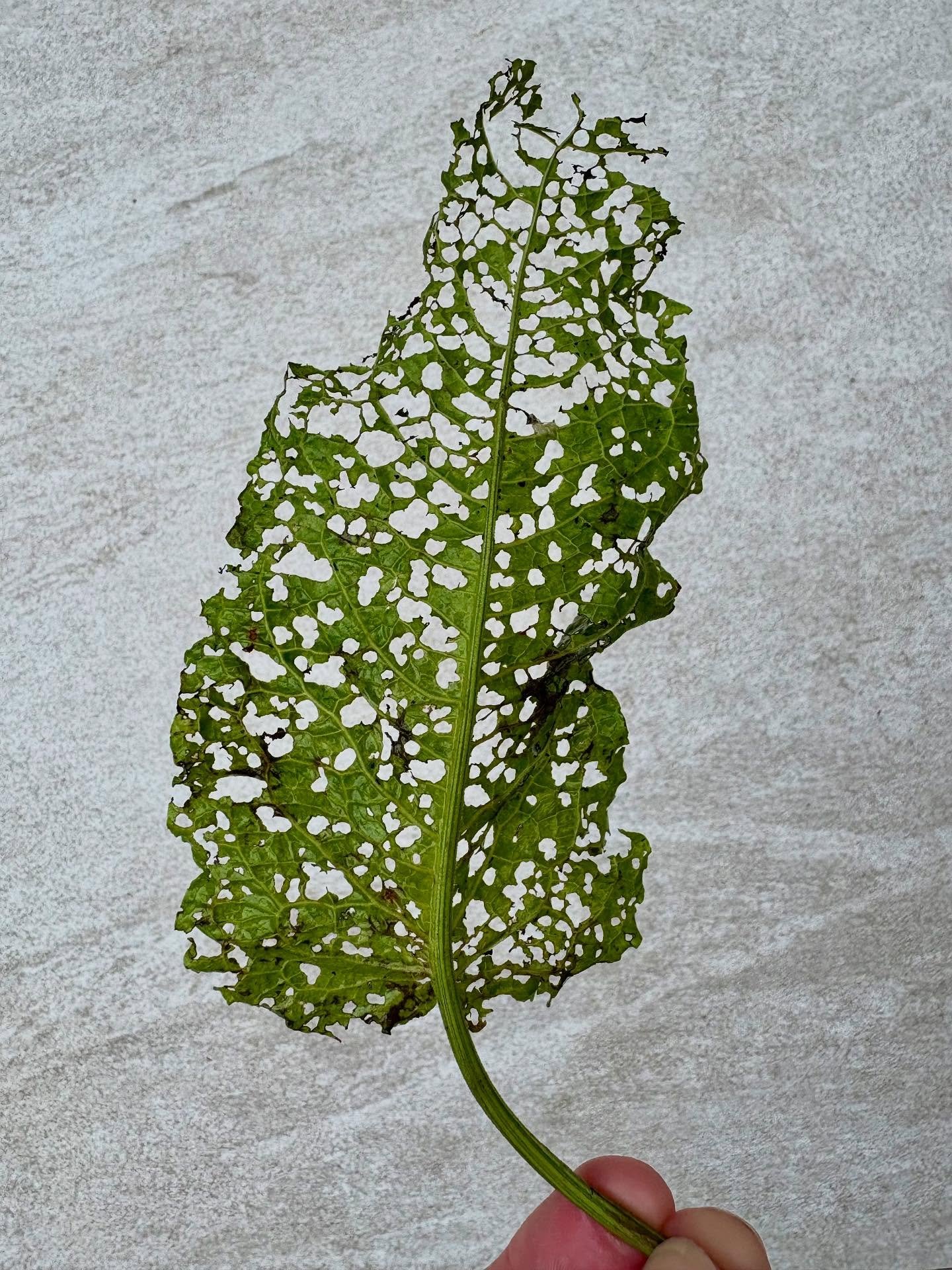 Something feasted on this leaf and  it looks like a work of art!  #leaves #leaf #plantpests #leafart