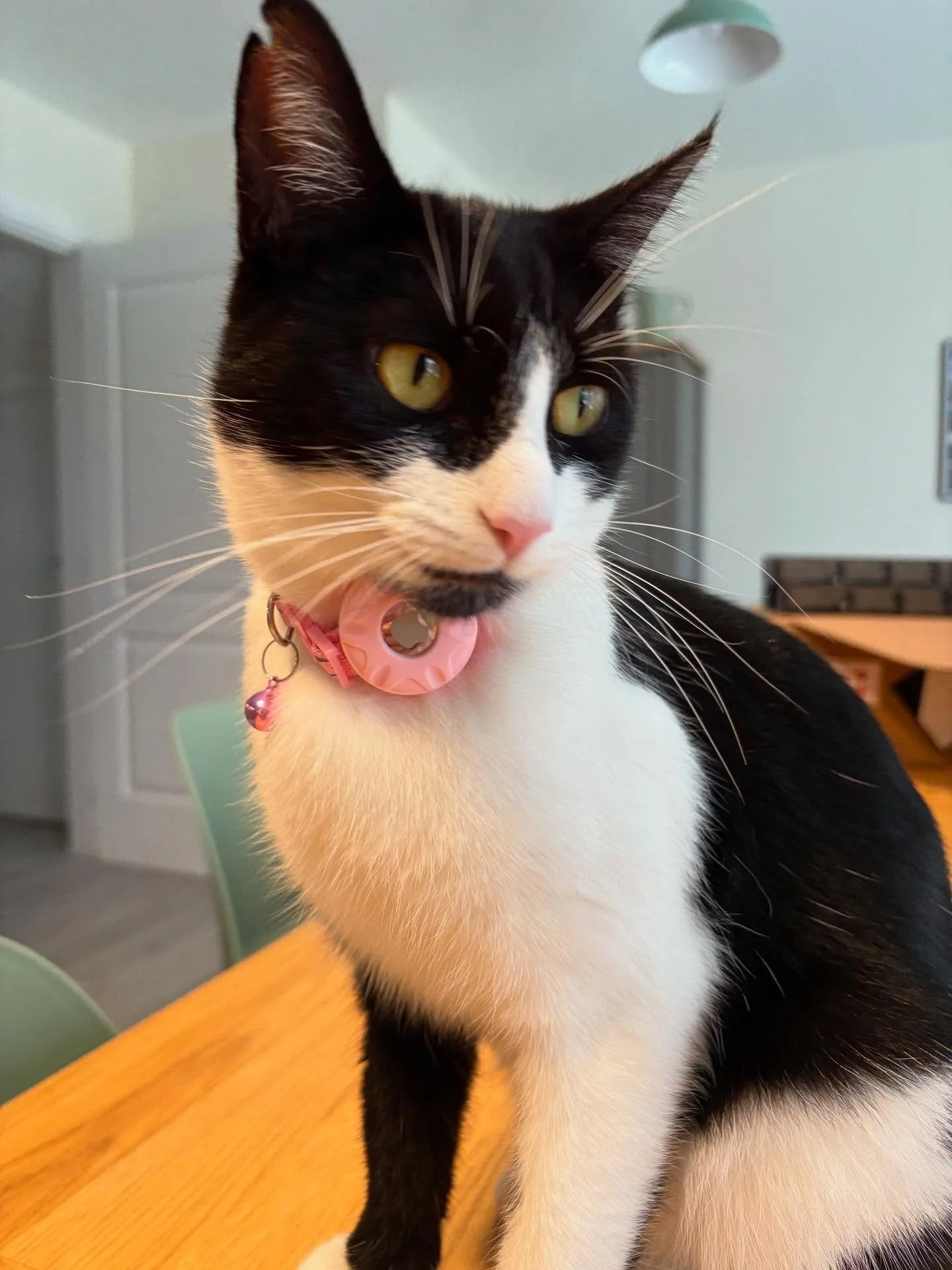 New addition to the family! Meet Princess. She&rsquo;s a 2 year old rescue from CAFO cat rescue in Cheshire. She&rsquo;s had a tough start to life but now she&rsquo;s living the life of a Queen. 👑 🐈&zwj;⬛ 💕