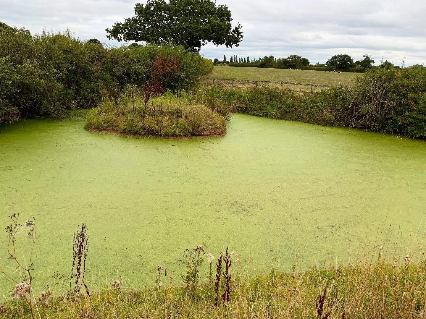 Still pond life. You could cut the surface of the green waters. Still life. Tree fungus.