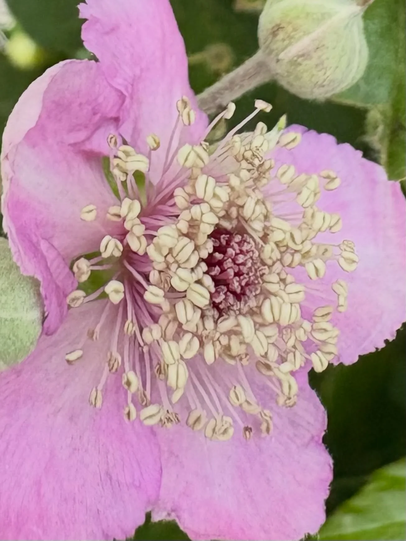 Bramble flower in the hedgerow.